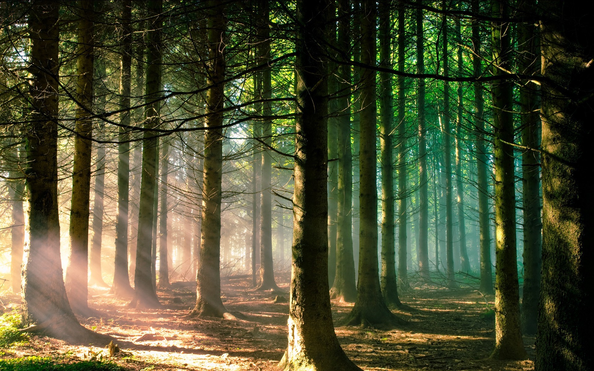 Sunlight filtering through a dense pine forest HD Wallpaper