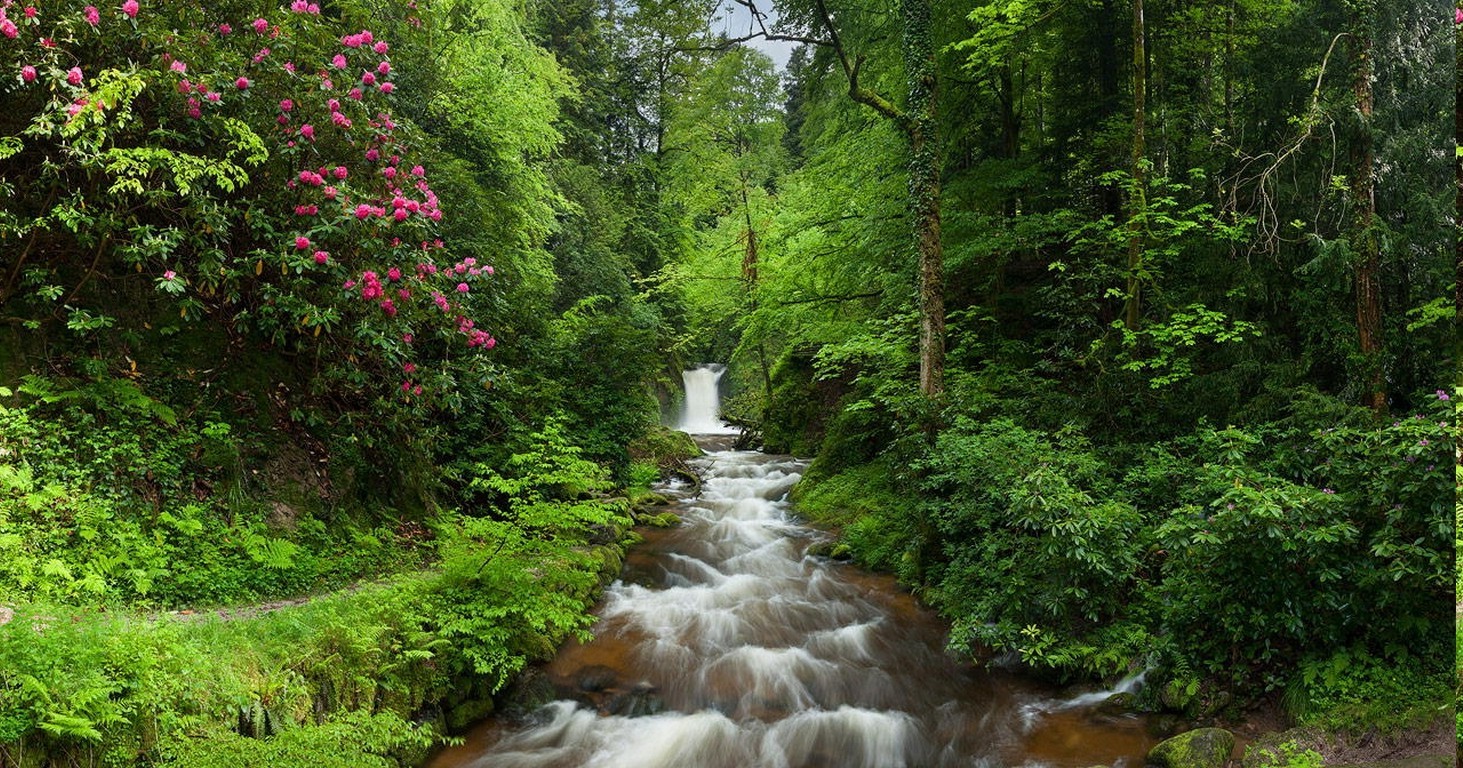 Forest stream with waterfall and pink flowers HD Wallpaper