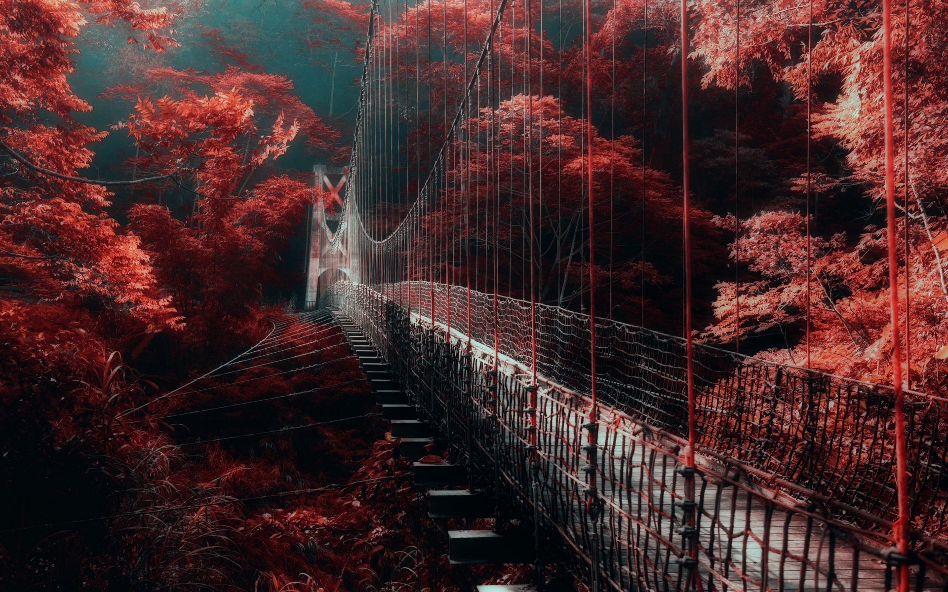 Suspension bridge in a red forest with mist HD Wallpaper