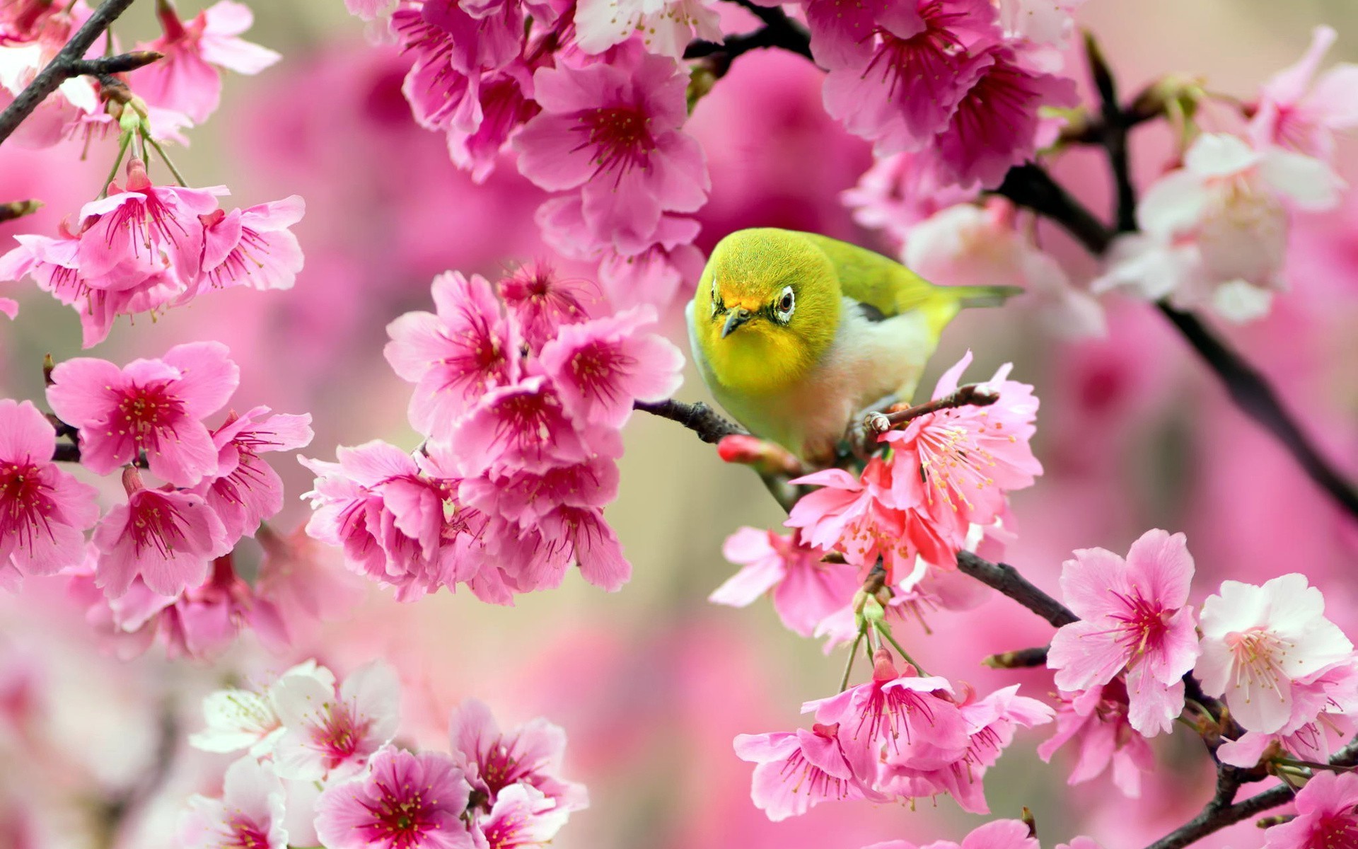 A small bird perched on a cherry blossom branch HD Wallpaper