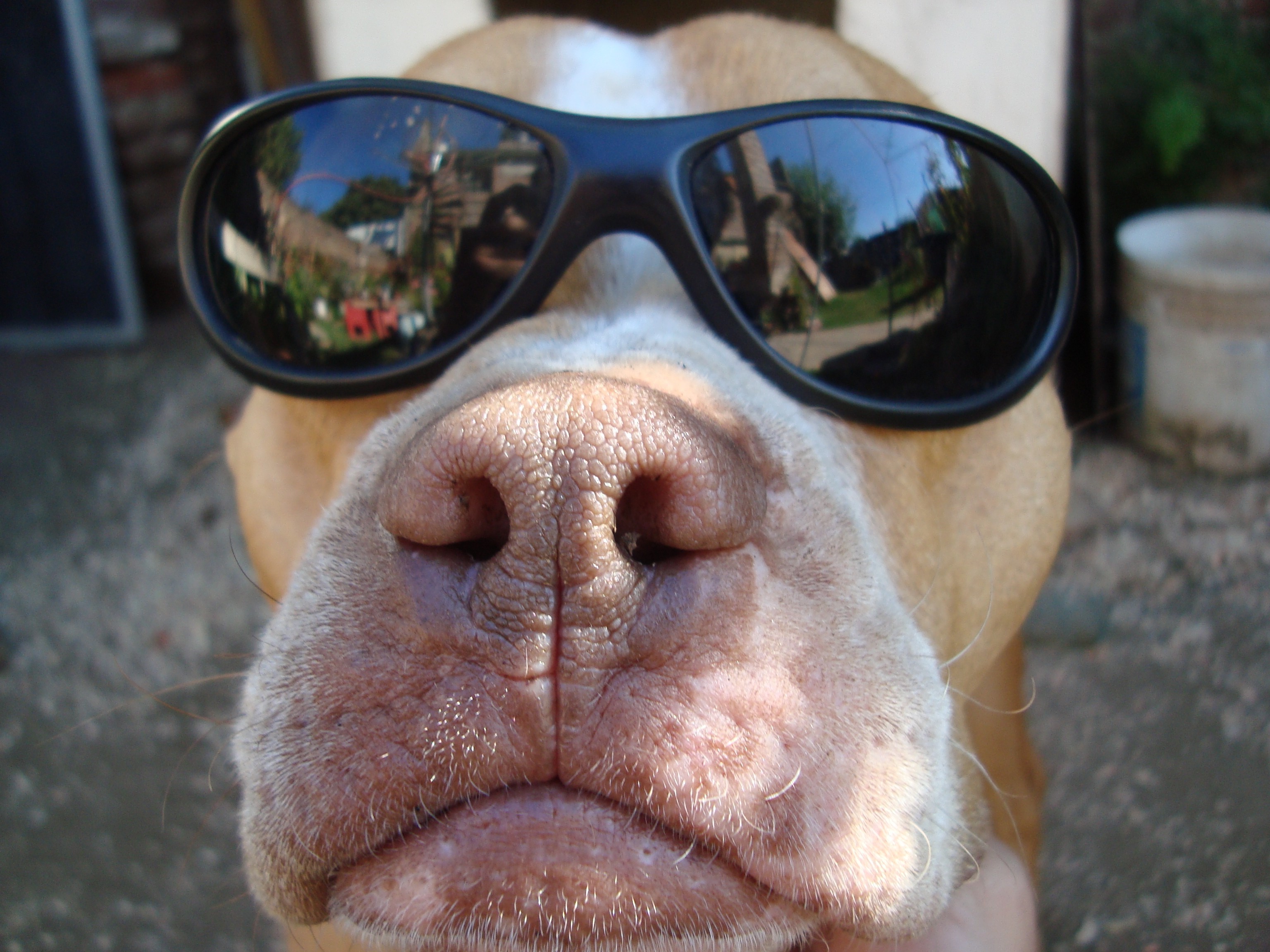 Dog wearing sunglasses with reflection HD Wallpaper