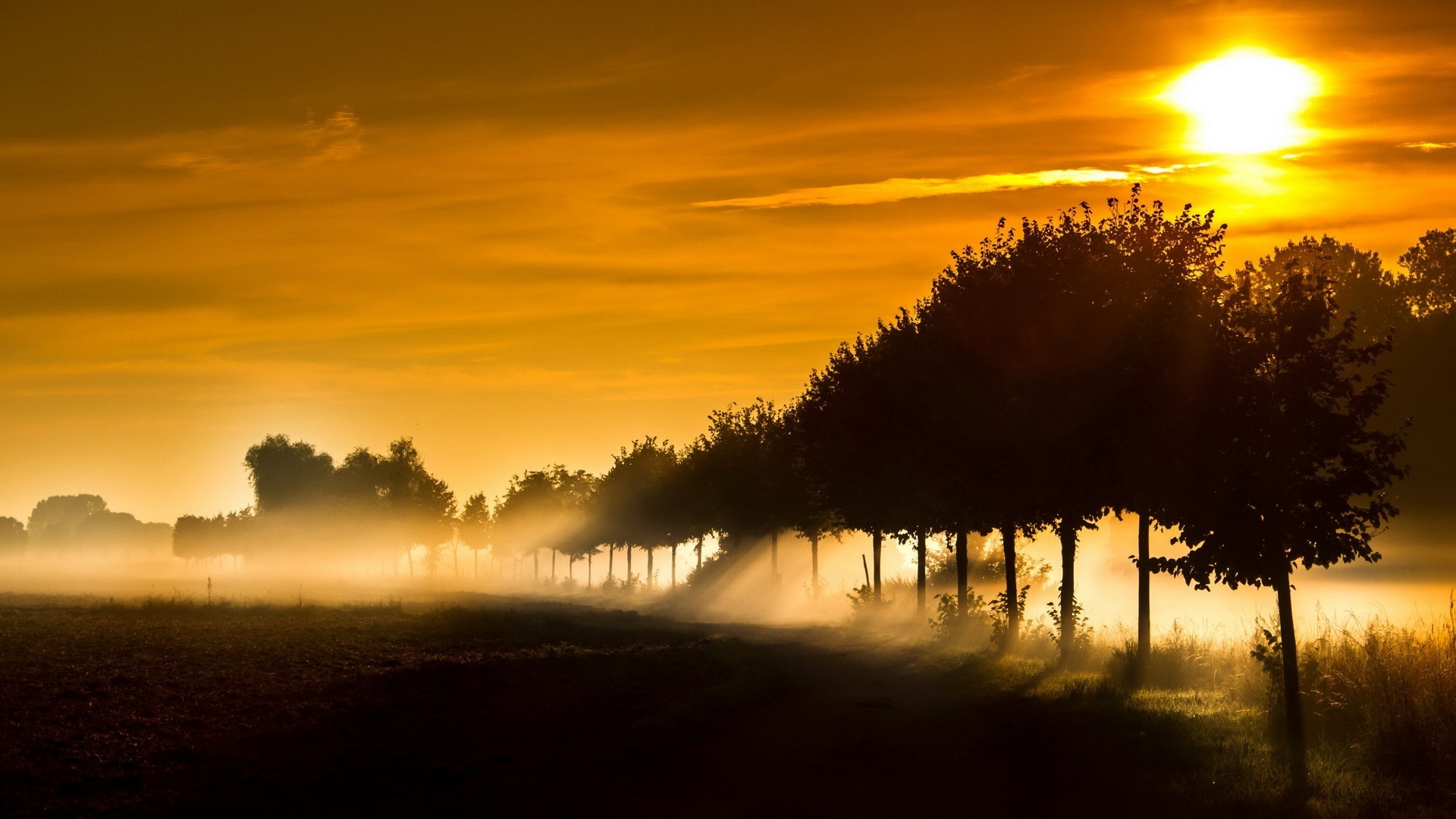 Sunrise over a misty field with trees HD Wallpaper