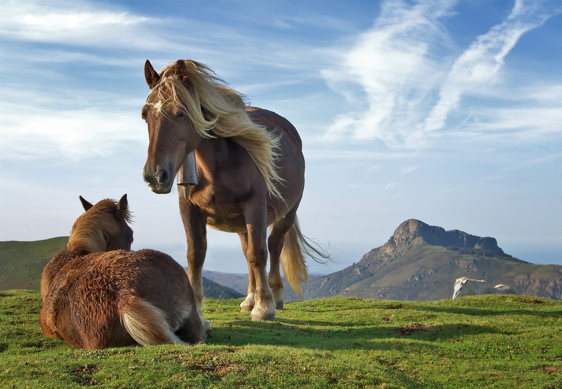 Two horses on a grassy mountain under a cloudy sky HD Wallpaper