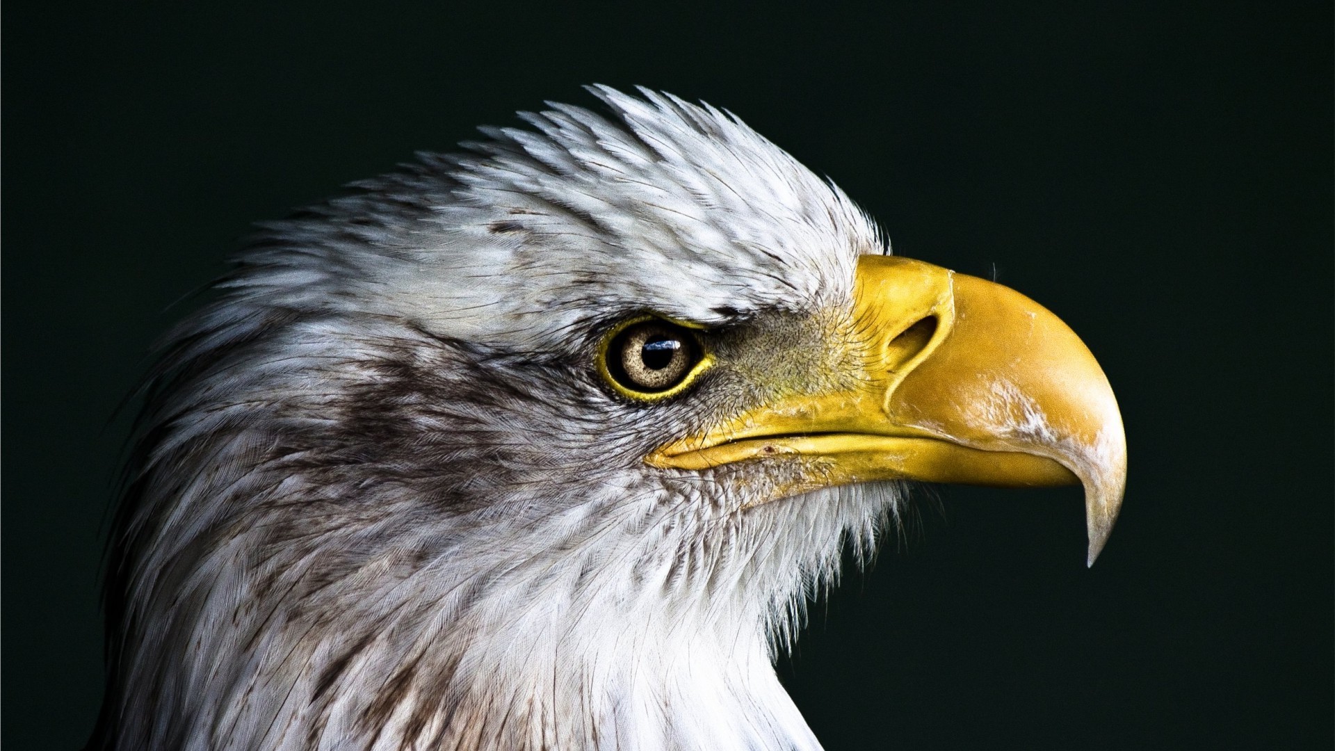 Close-up of a bald eagle's head HD Wallpaper