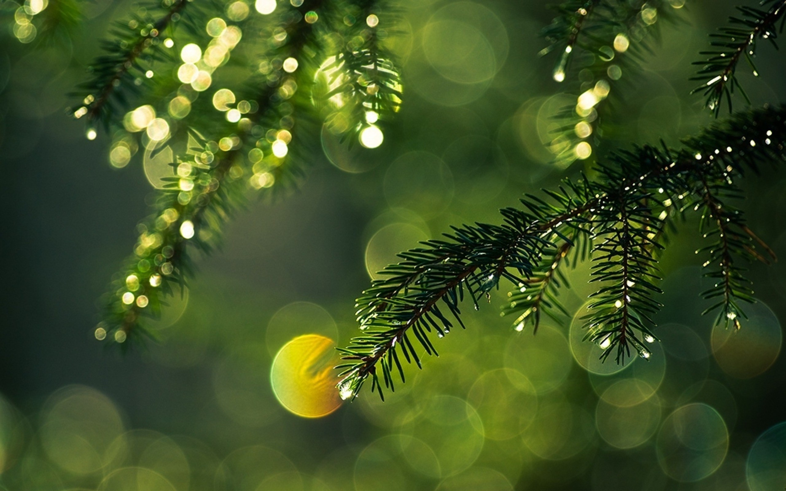 Pine tree branches with bokeh lights HD Wallpaper