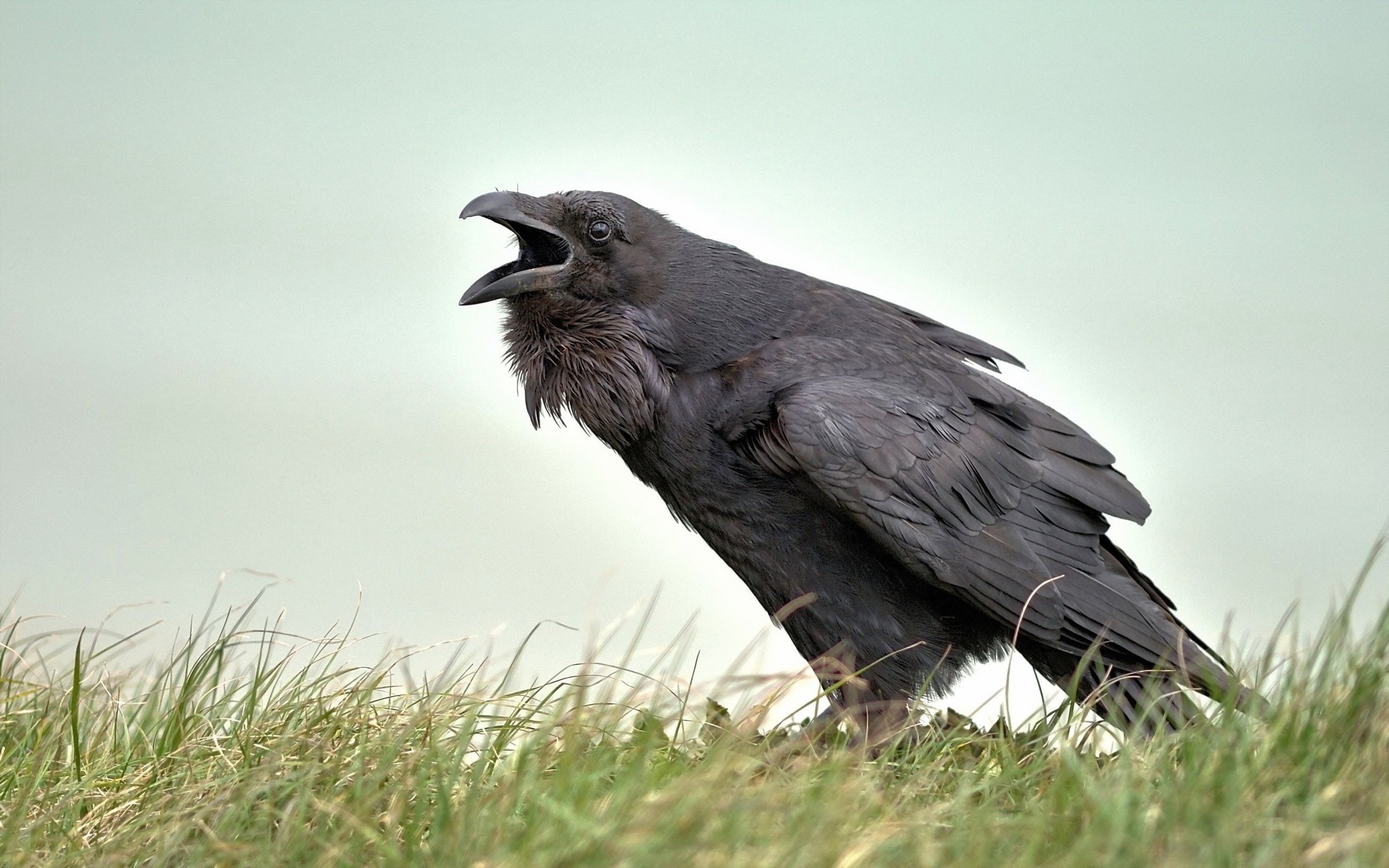 A raven caws in the grass HD Wallpaper