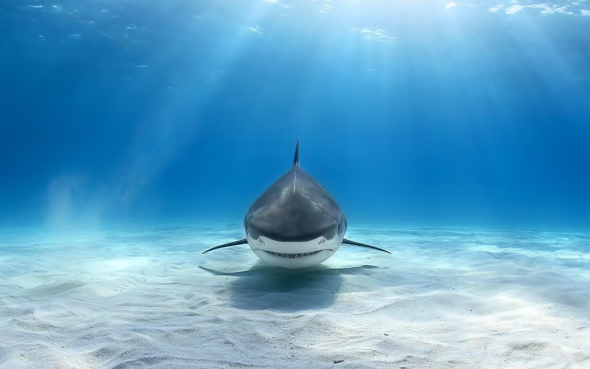 Great white shark swimming in clear blue ocean water HD Wallpaper
