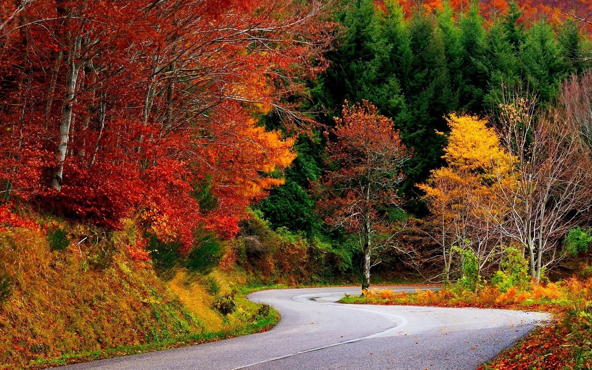 Scenic Curving Road Through Vibrant Fall Forest HD Wallpaper
