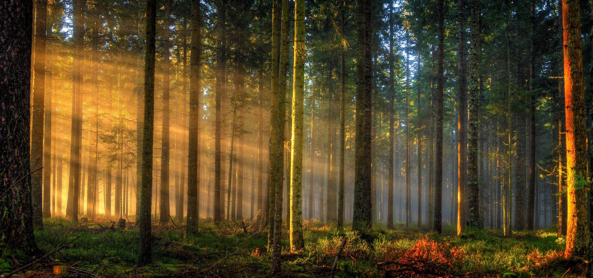 Sun rays filtering through a forest in Germany HD Wallpaper