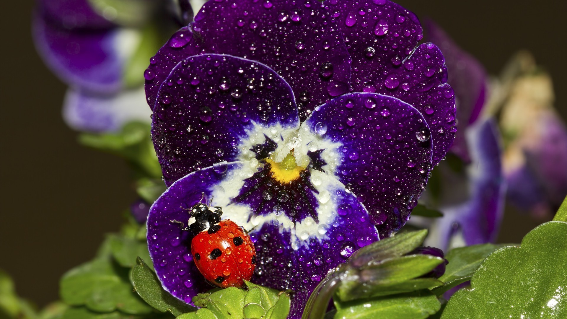 Ladybug on a purple pansy with water drops HD Wallpaper