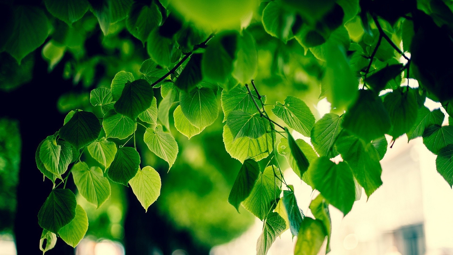 Green foliage on branches with bokeh background HD Wallpaper