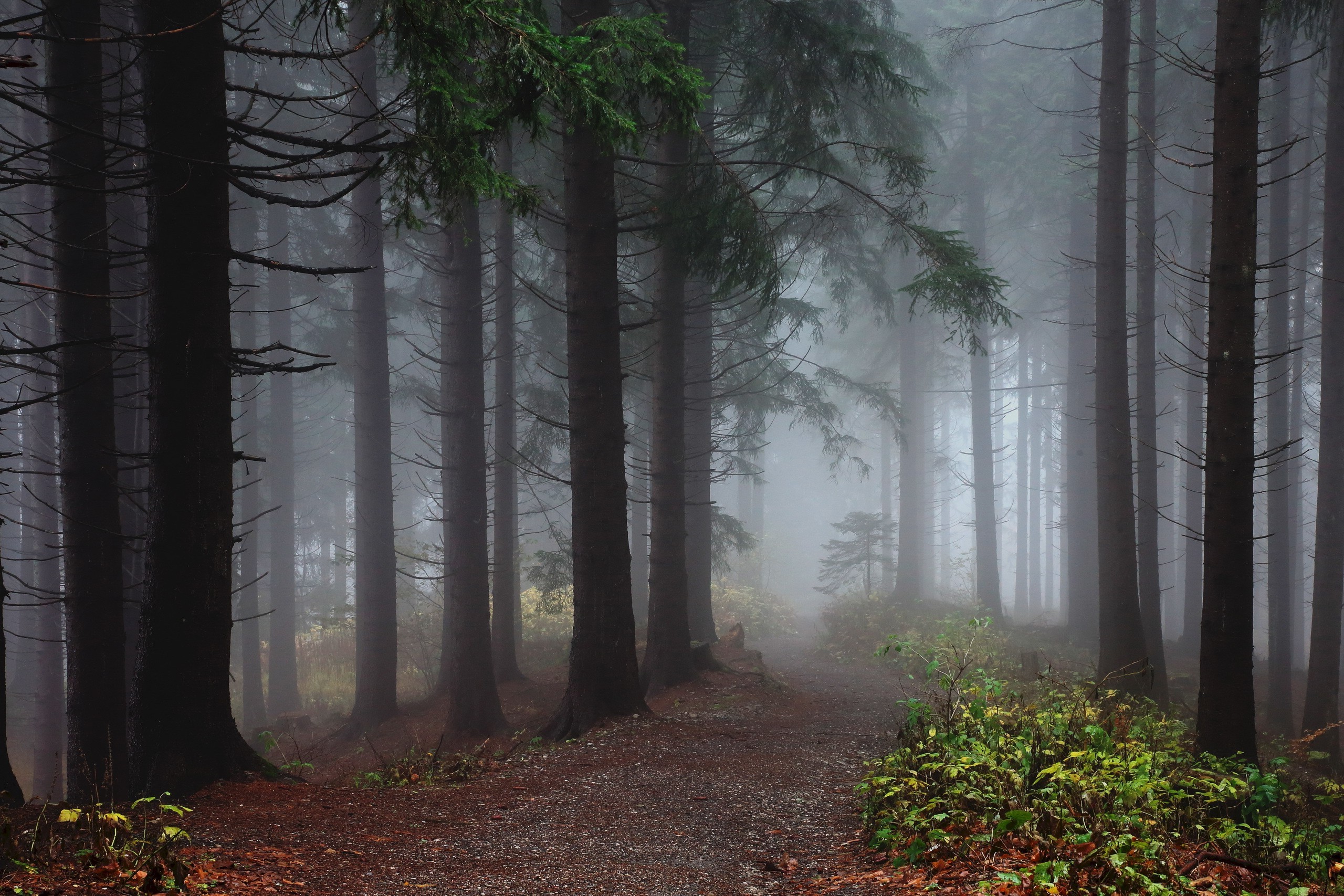 Misty forest path with tall trees HD Wallpaper