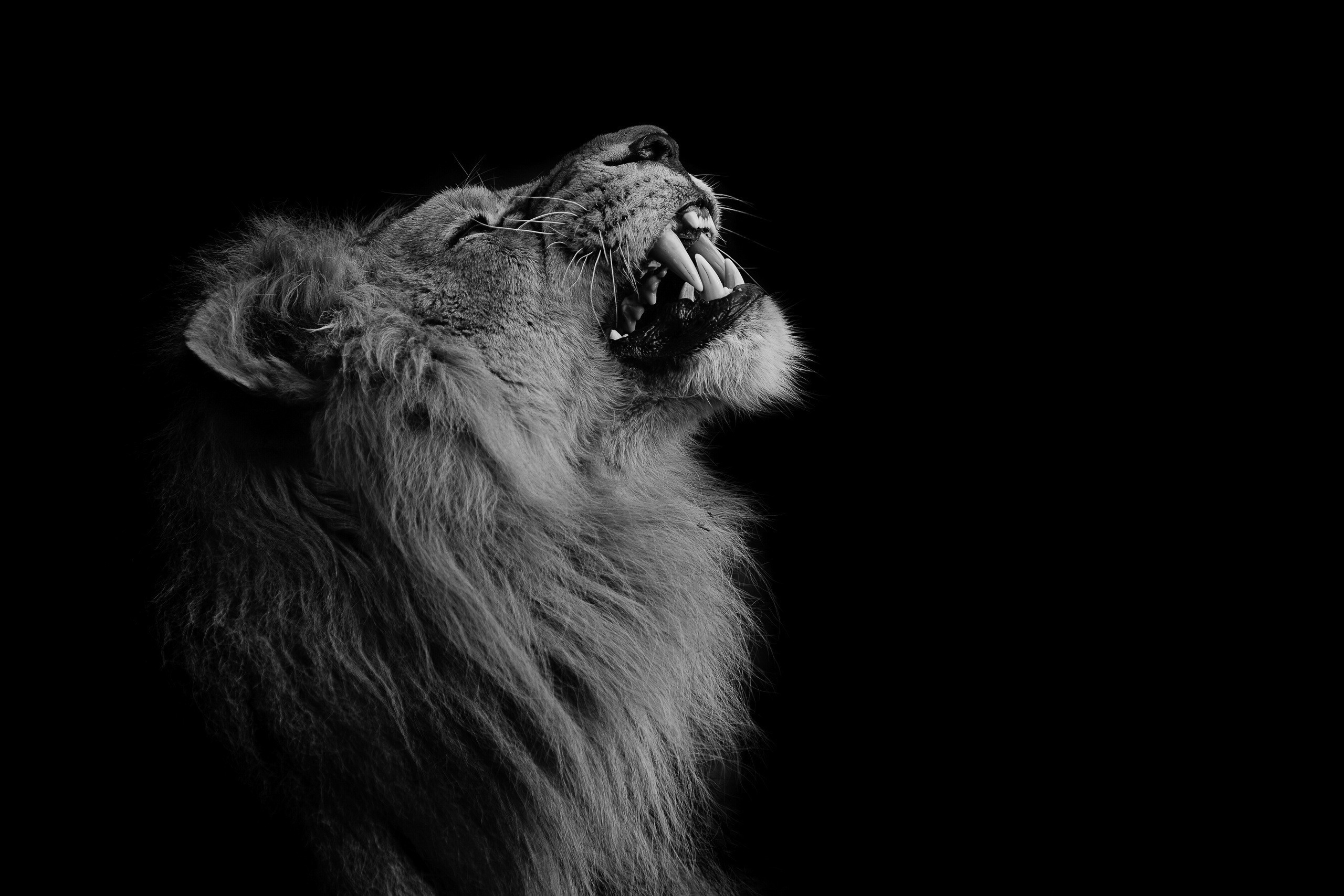 Lion roaring in black and white HD Wallpaper