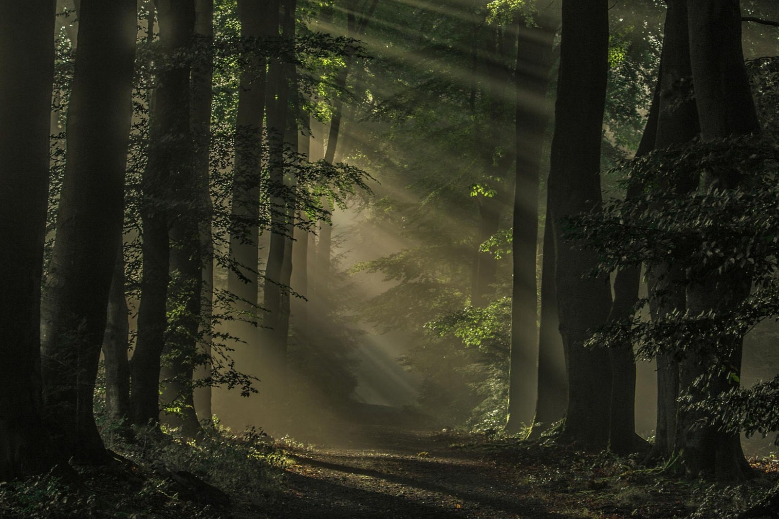 Sun rays filtering through a misty forest path HD Wallpaper