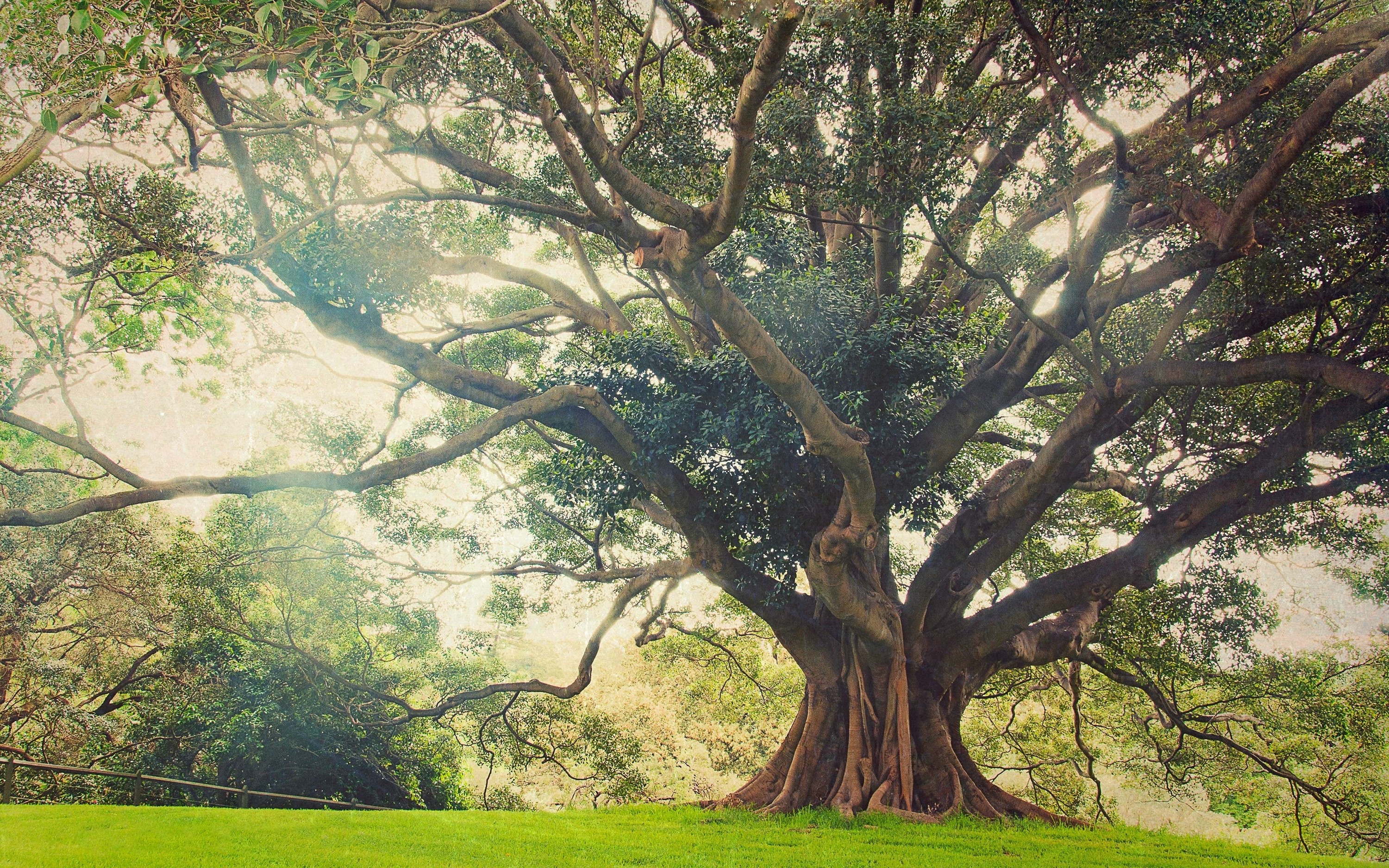 Ancient Massive Tree Bathed in Sunlight HD Wallpaper