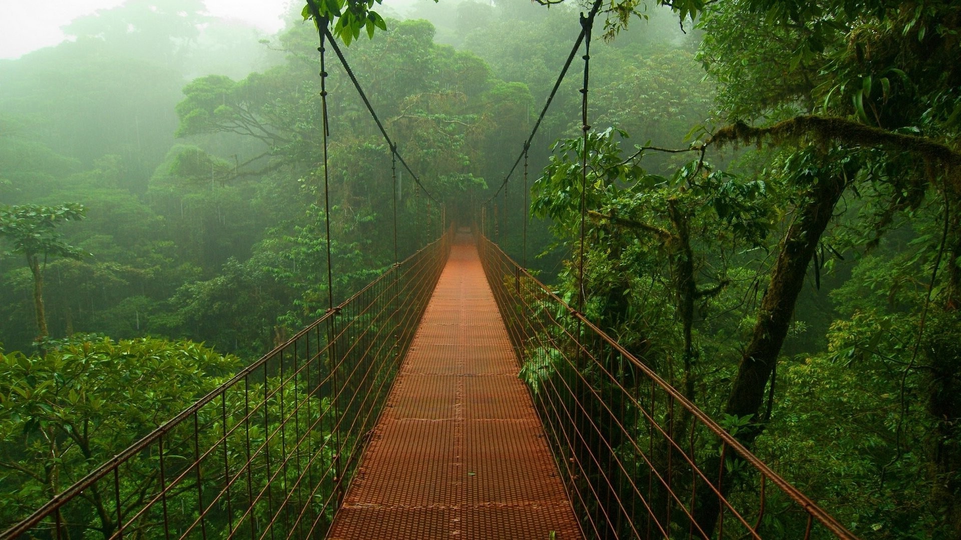 Suspension bridge over a misty rainforest HD Wallpaper