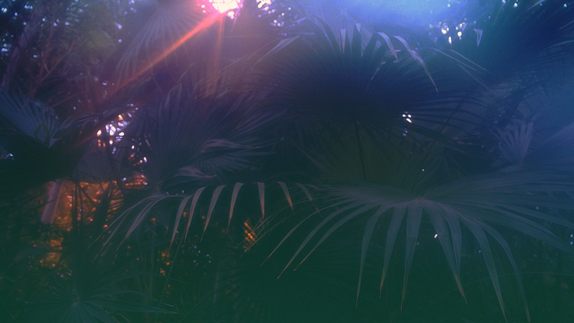Palm leaves with lens flare and color grading HD Wallpaper