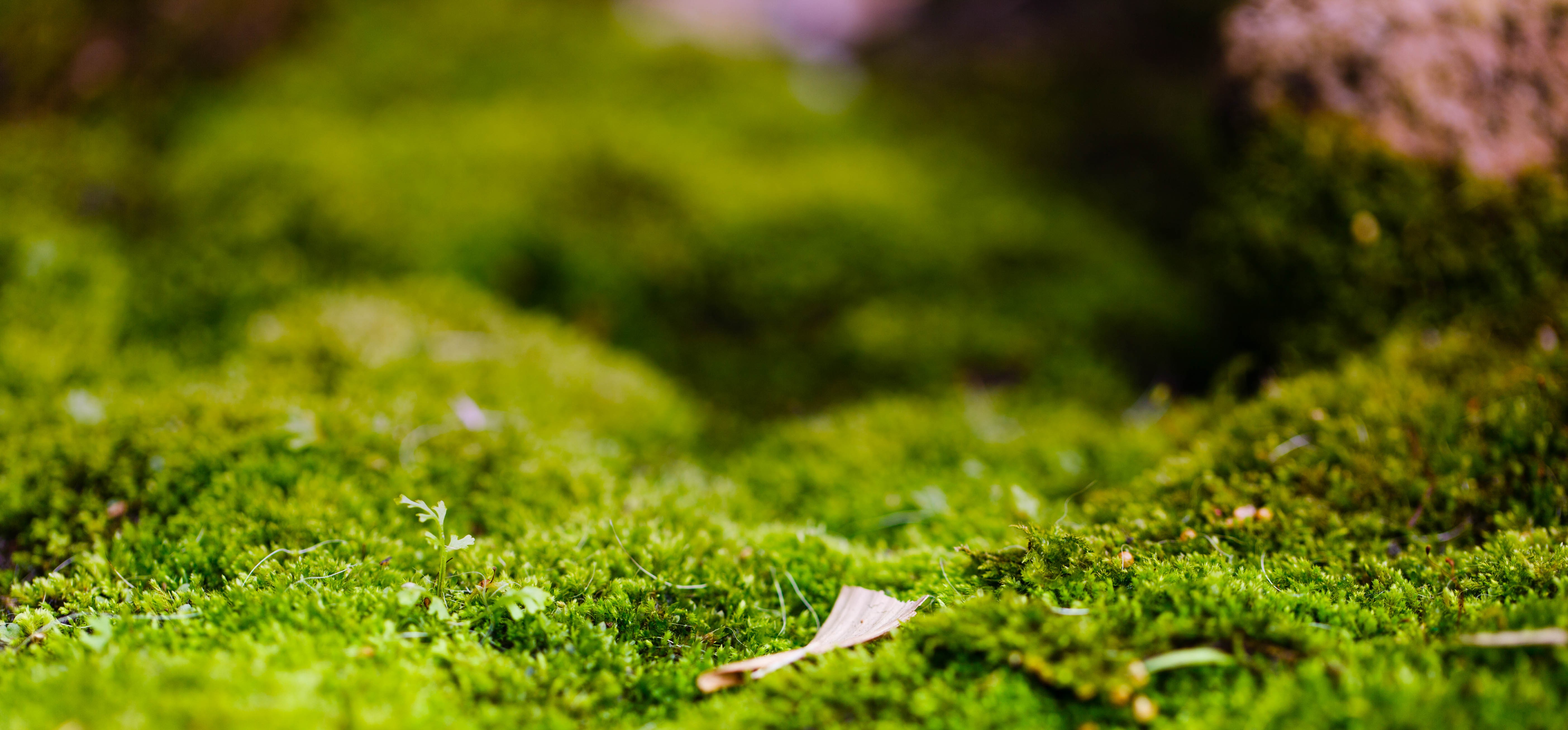Close-up of green moss with a fallen leaf HD Wallpaper
