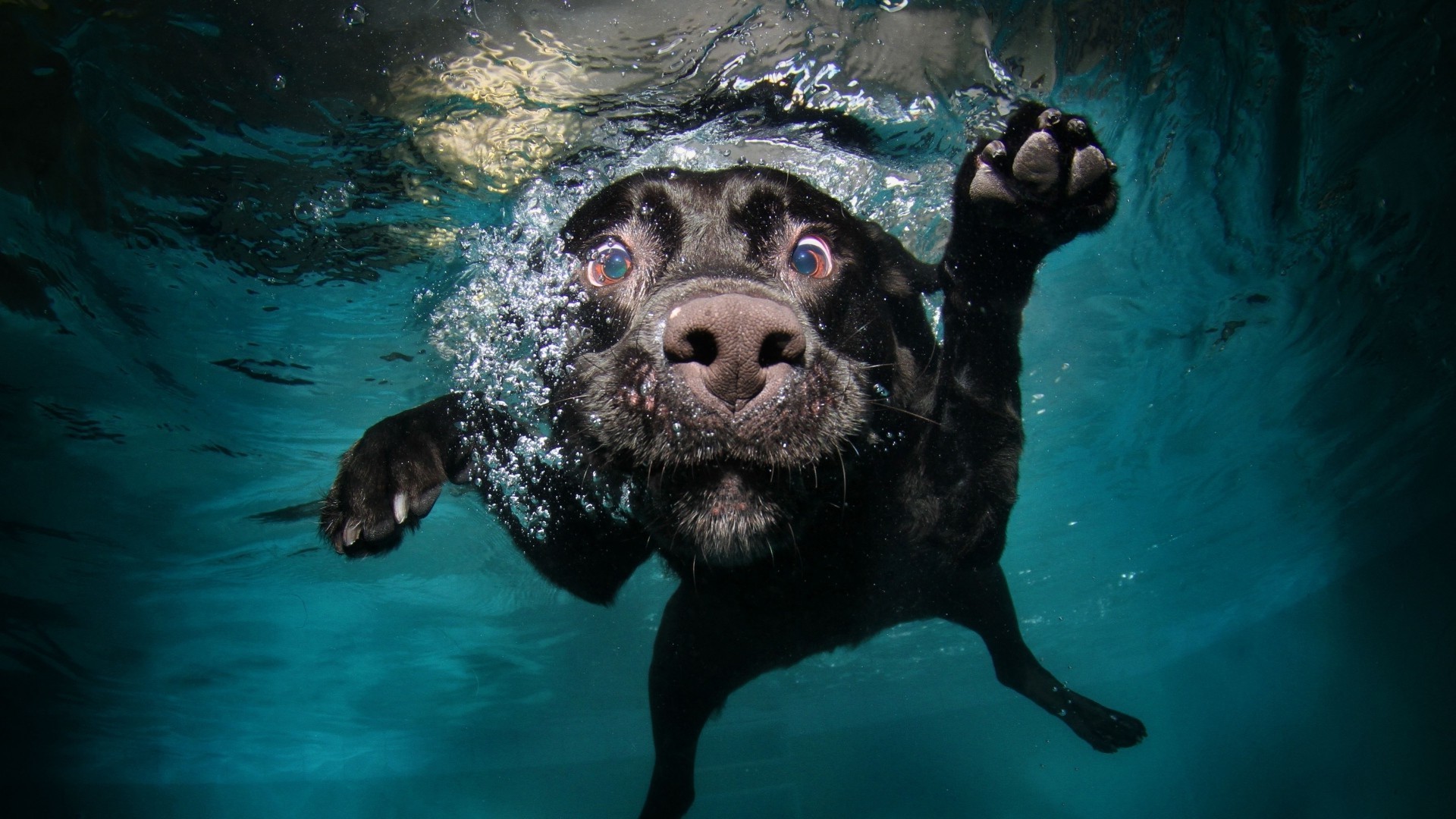 Black dog swimming underwater HD Wallpaper