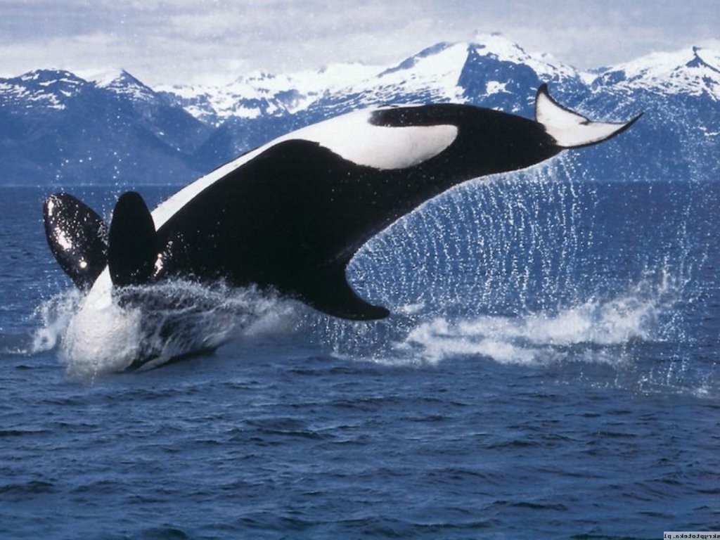 Orca whale breaching in the ocean with mountains HD Wallpaper