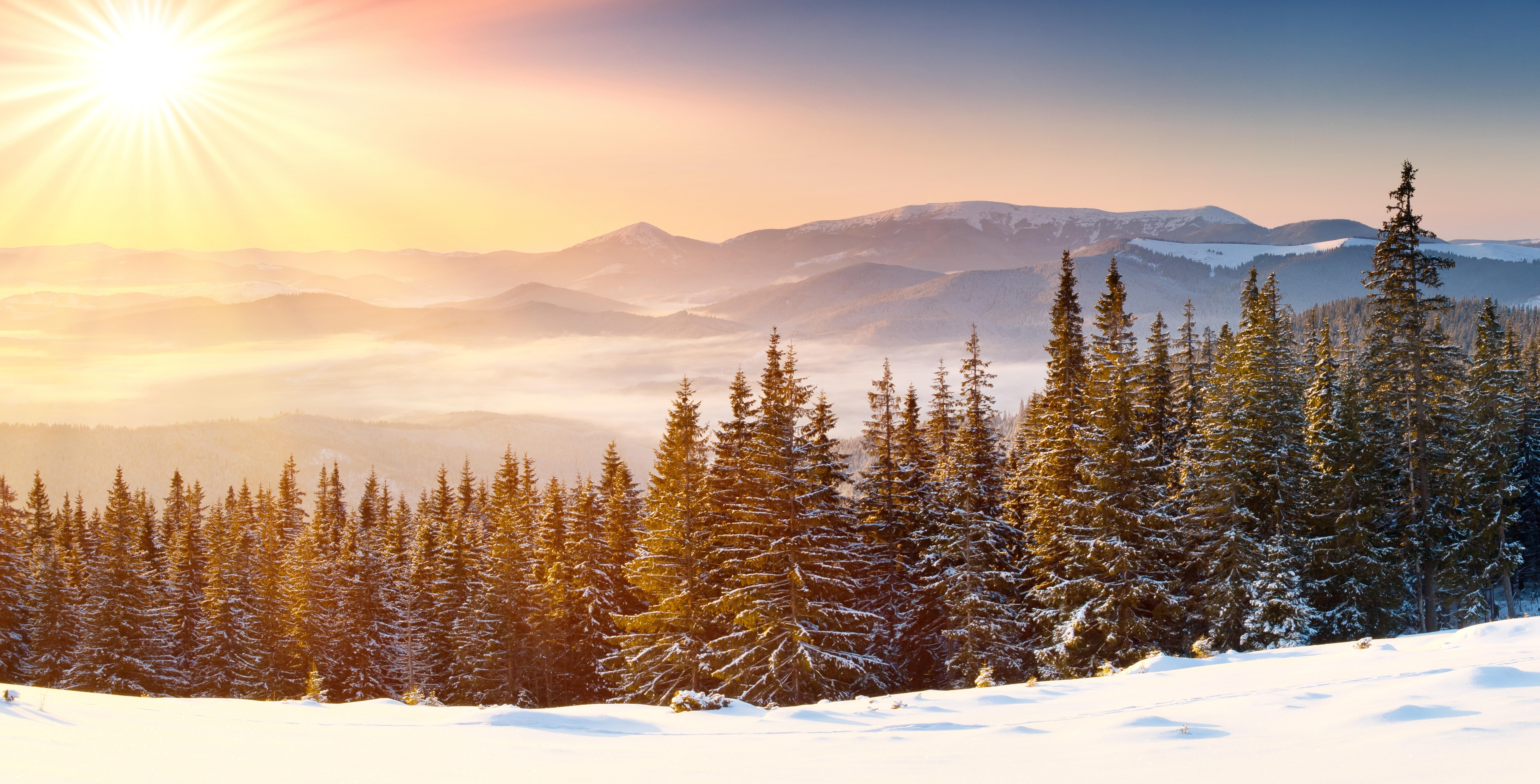 Sunlight over snowy mountains and pine forest HD Wallpaper