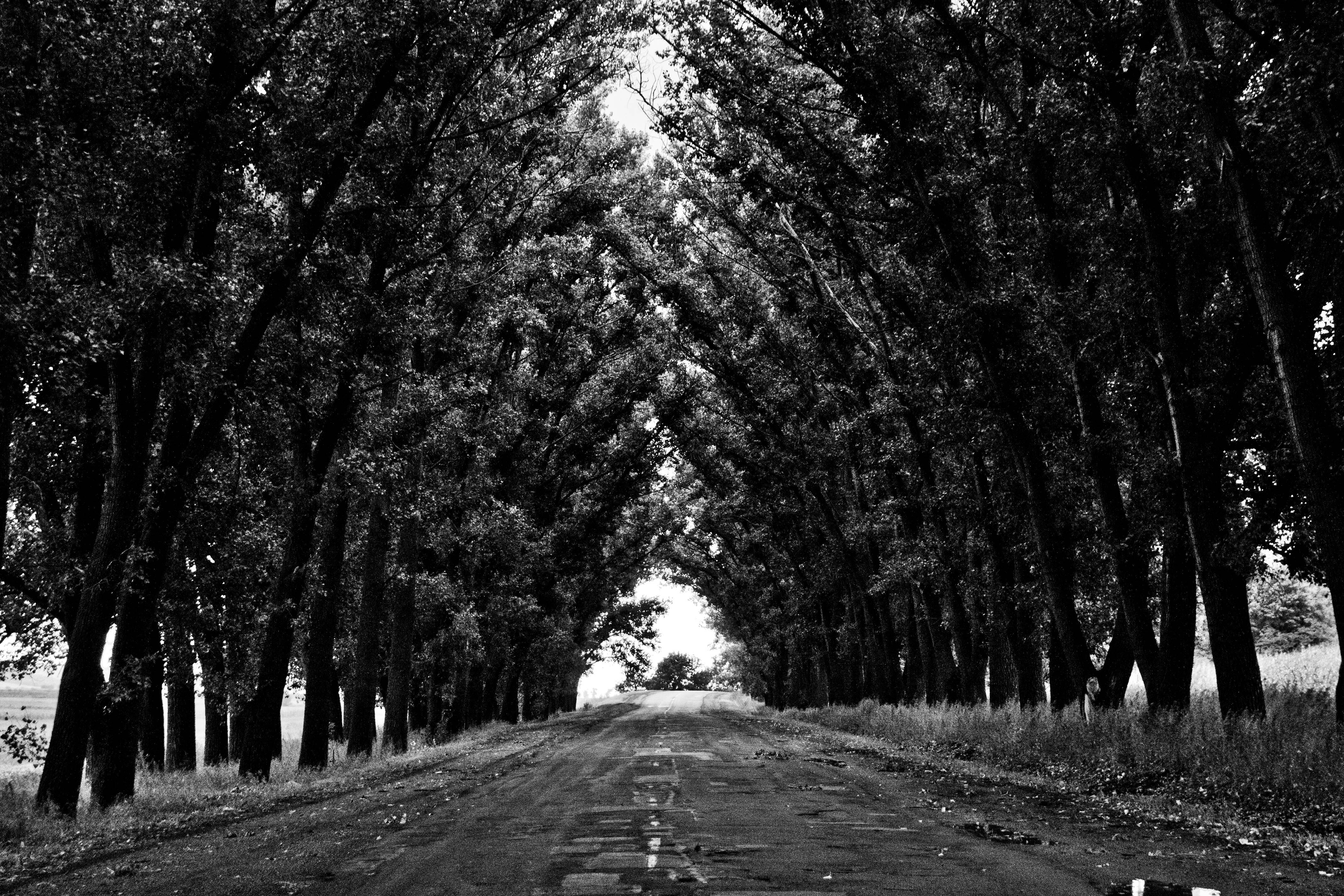 A black and white image of a tree-lined road HD Wallpaper