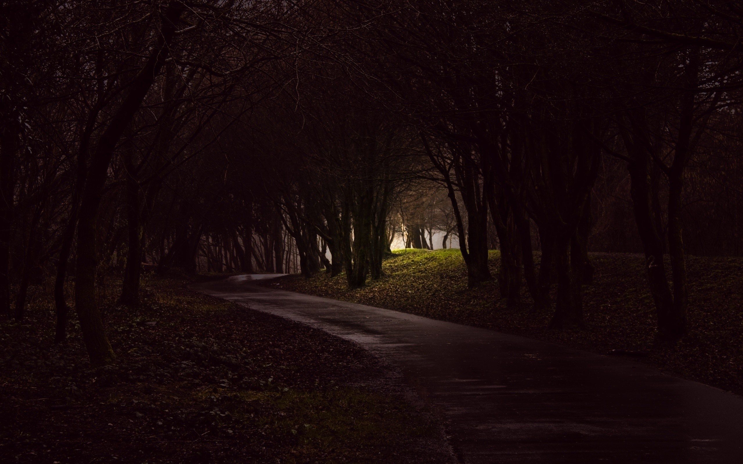 Dark forest path with trees and light HD Wallpaper