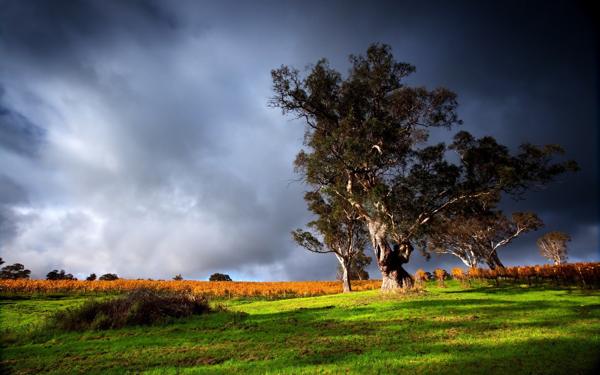 Stormy sky over a vineyard with trees HD Wallpaper