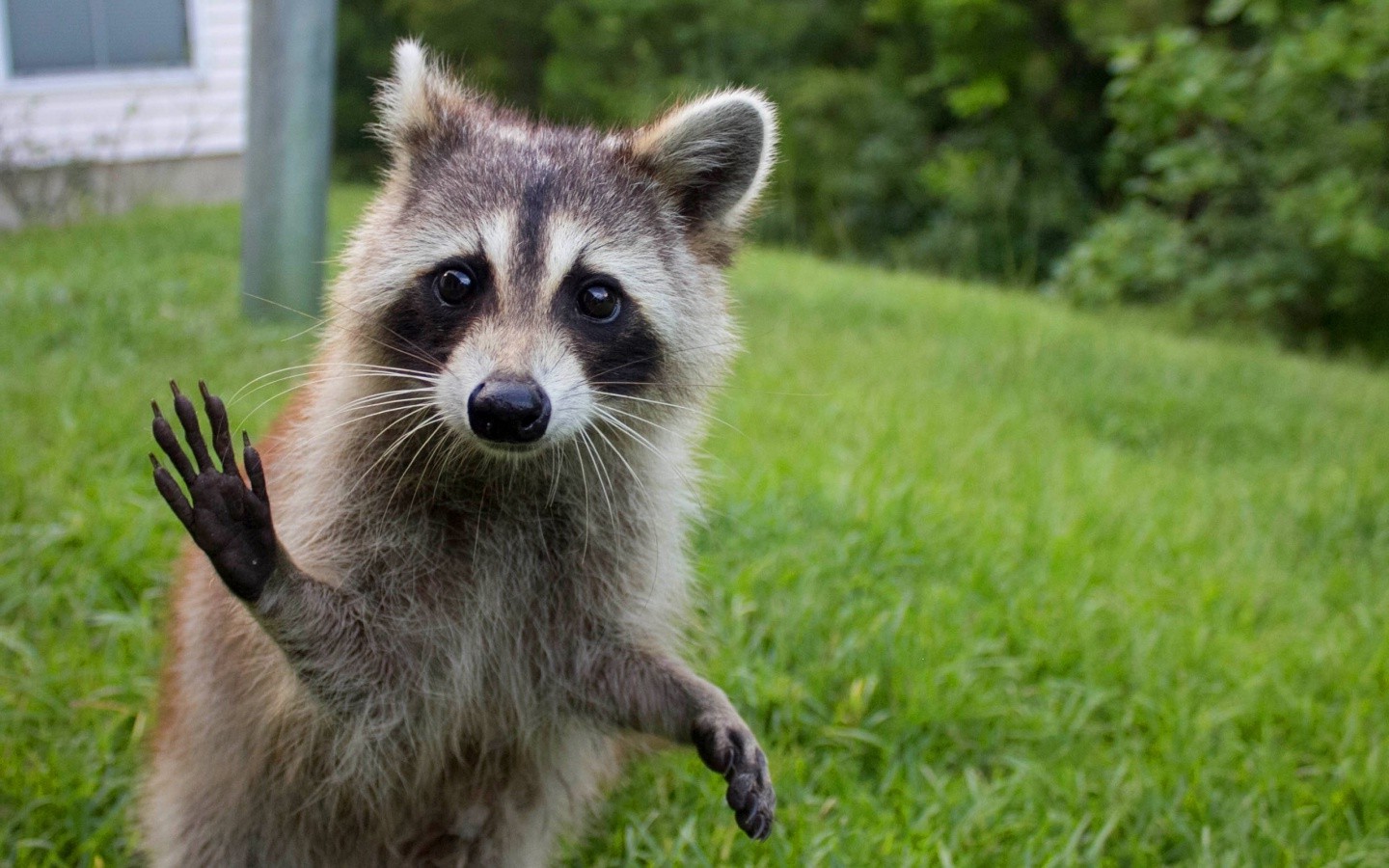 Raccoon waving its paw in a grassy yard HD Wallpaper
