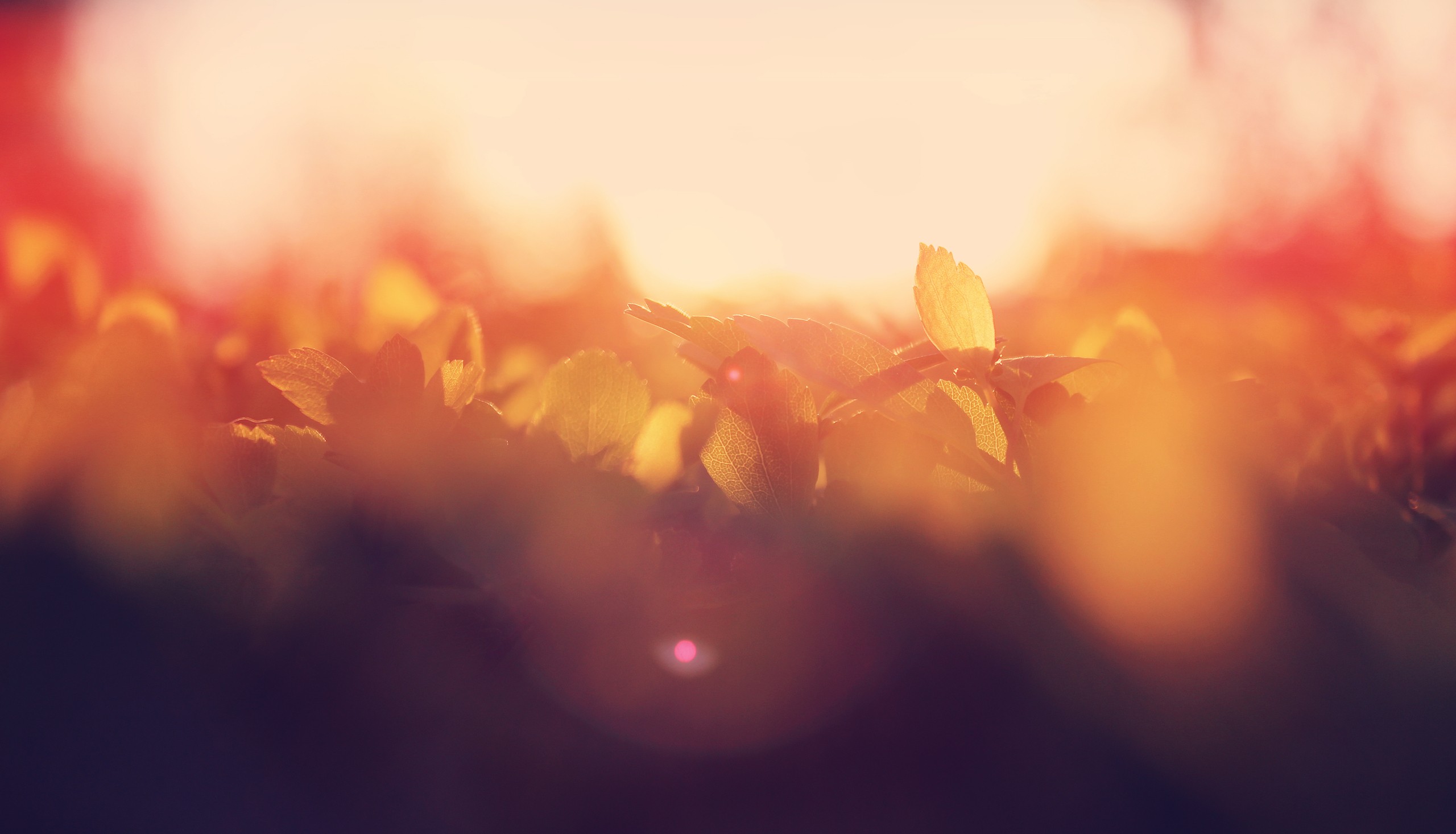 Blurred plants in warm sunlight HD Wallpaper