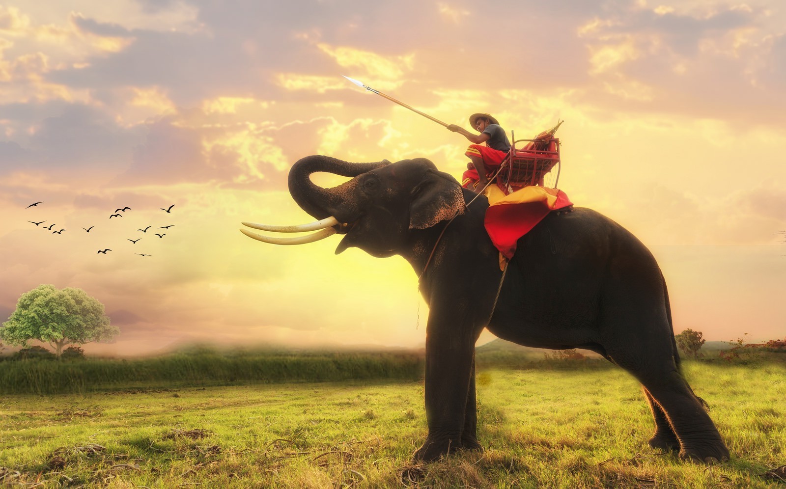 Elephant with rider in a field at sunset HD Wallpaper