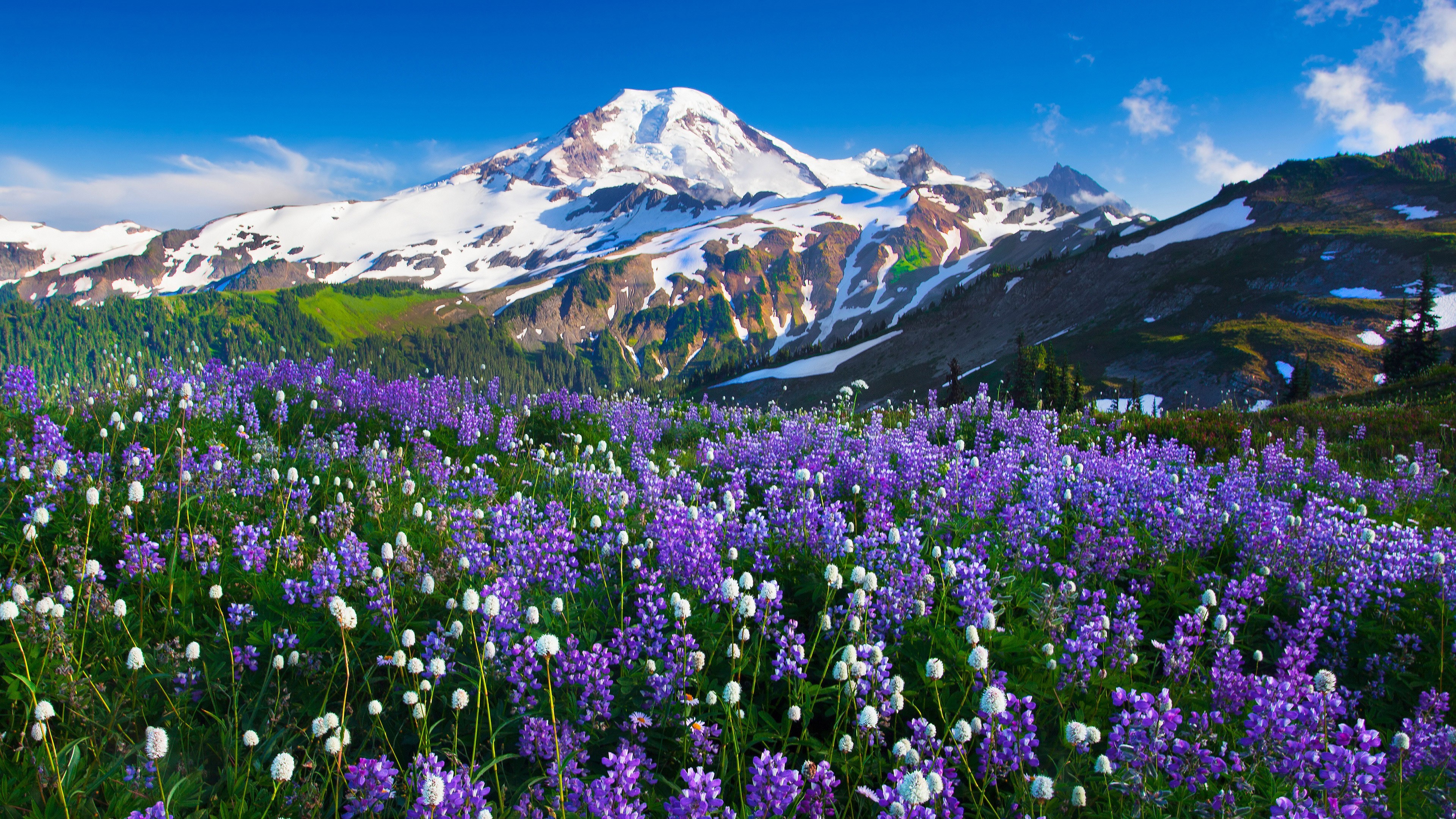 Snow-Capped Mountain with Purple and White Wildflowers HD Wallpaper
