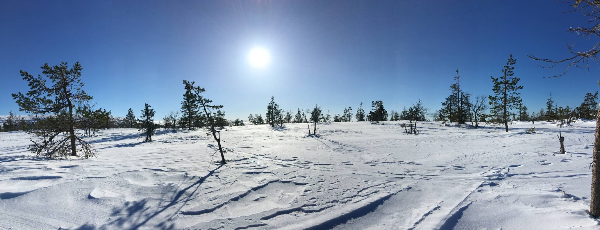 Winter panorama of snow-covered landscape with pine trees and clear sky HD Wallpaper