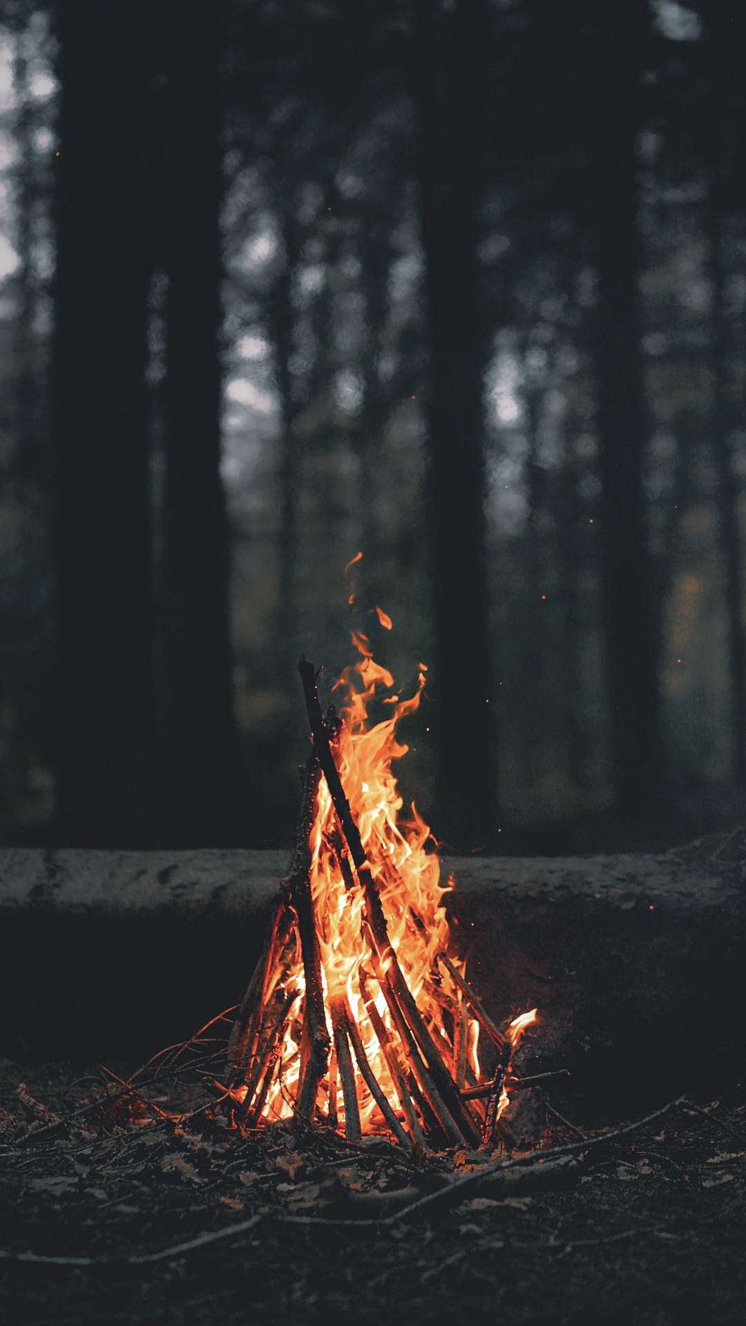 Campfire burning in a dark forest HD Wallpaper