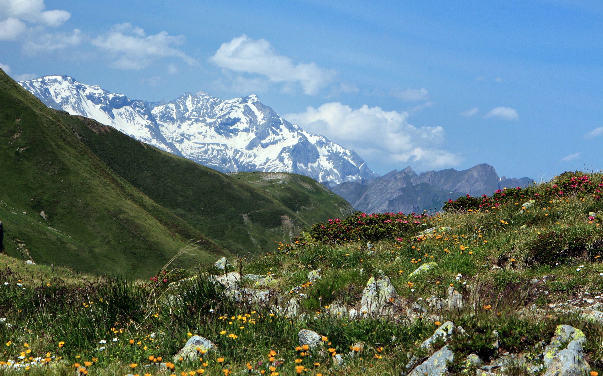 Alpine meadow with snow-capped mountains HD Wallpaper