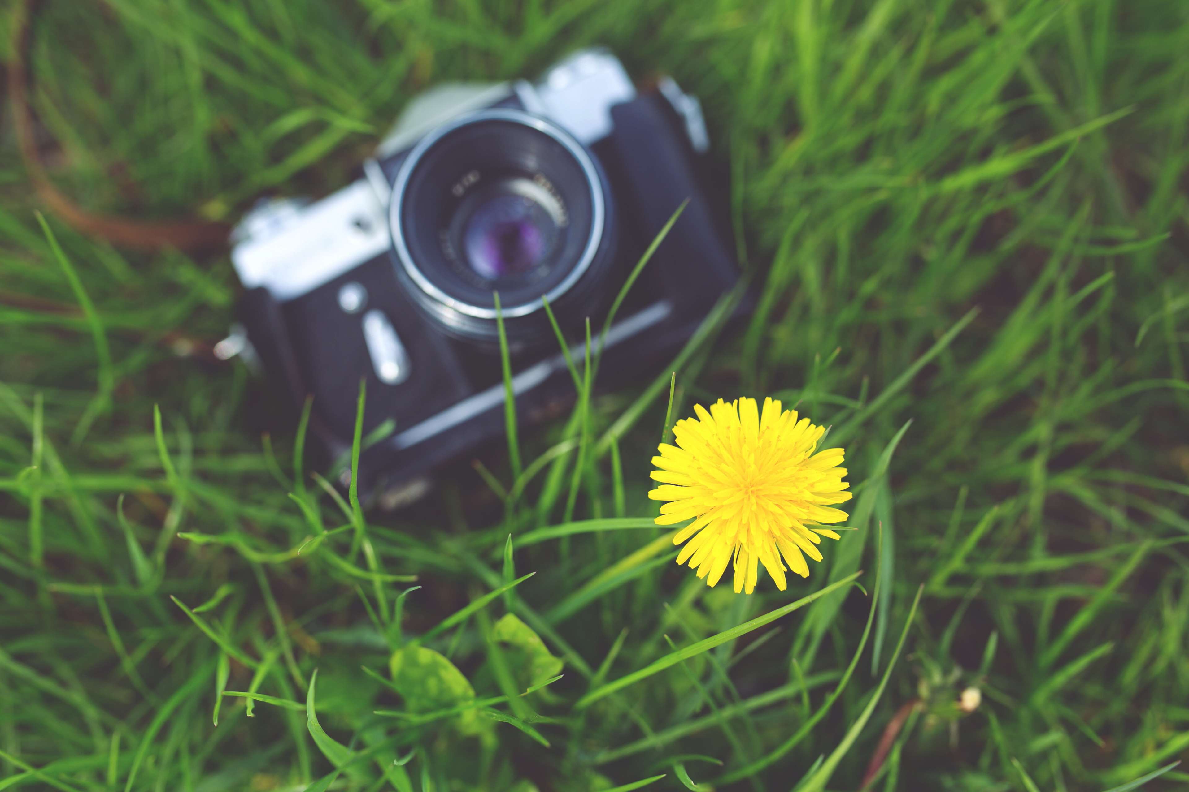 Vintage Zenit camera and yellow dandelion on grass HD Wallpaper