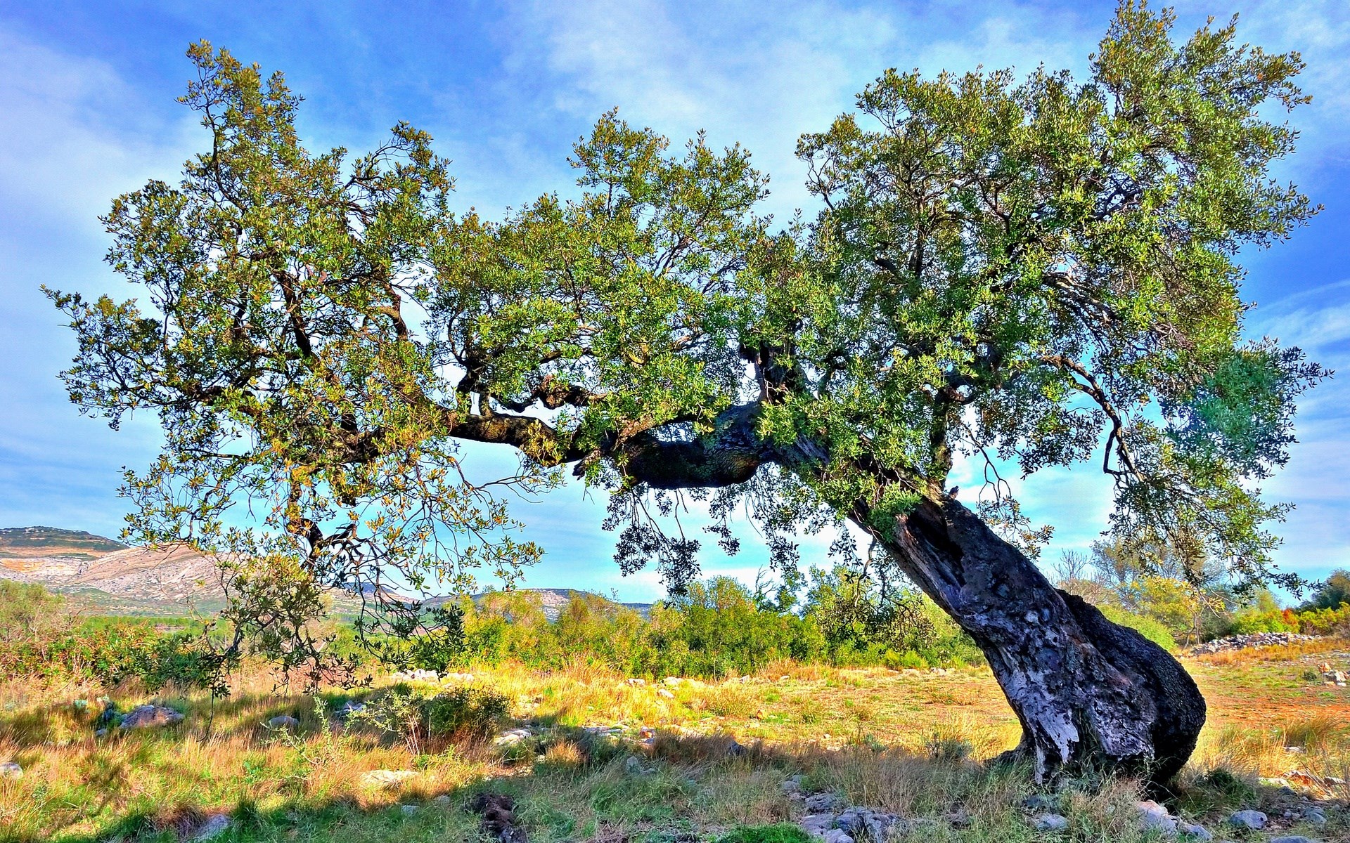 Large, old, gnarled oak tree in a field HD Wallpaper