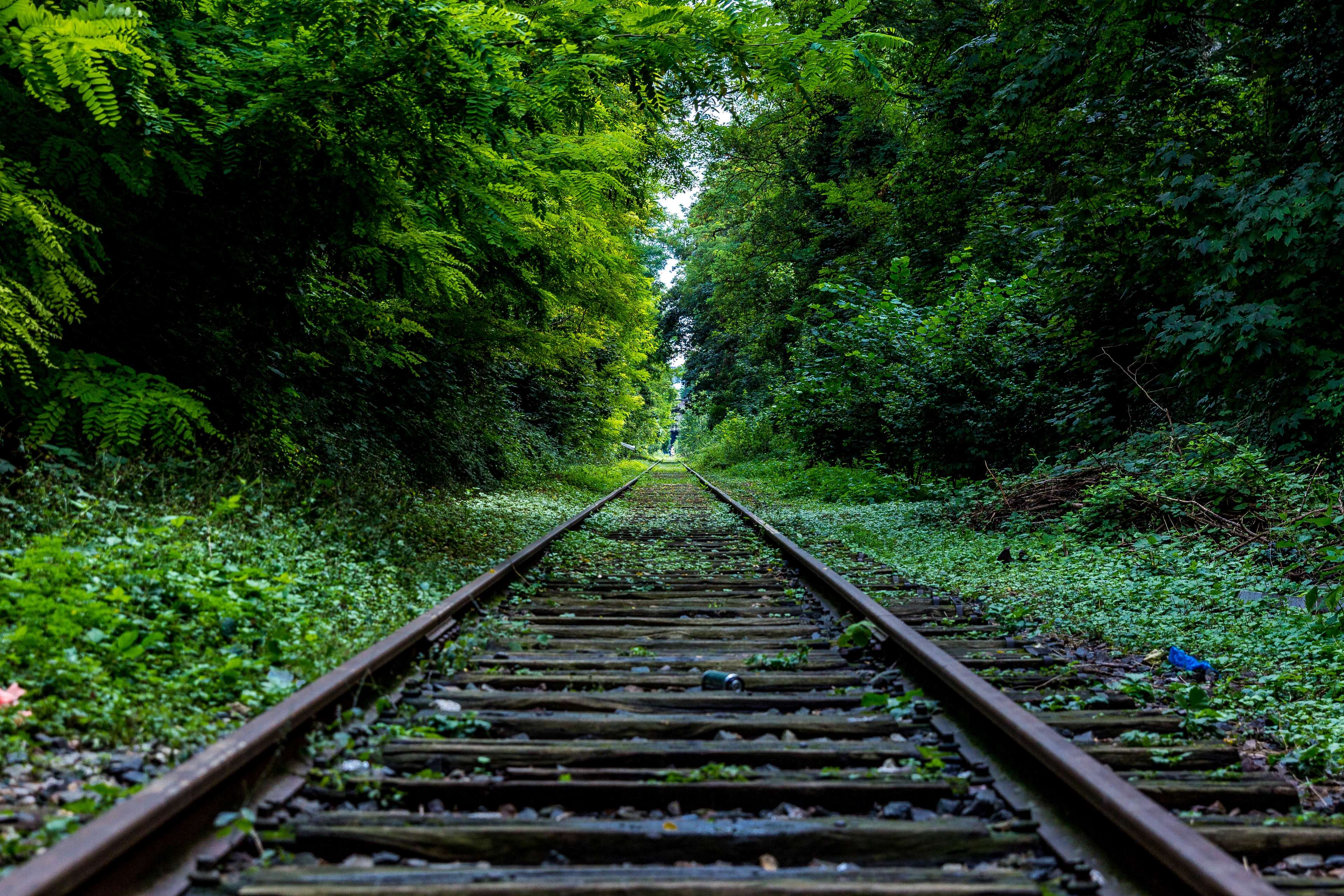 Abandoned railroad tracks through an overgrown forest HD Wallpaper