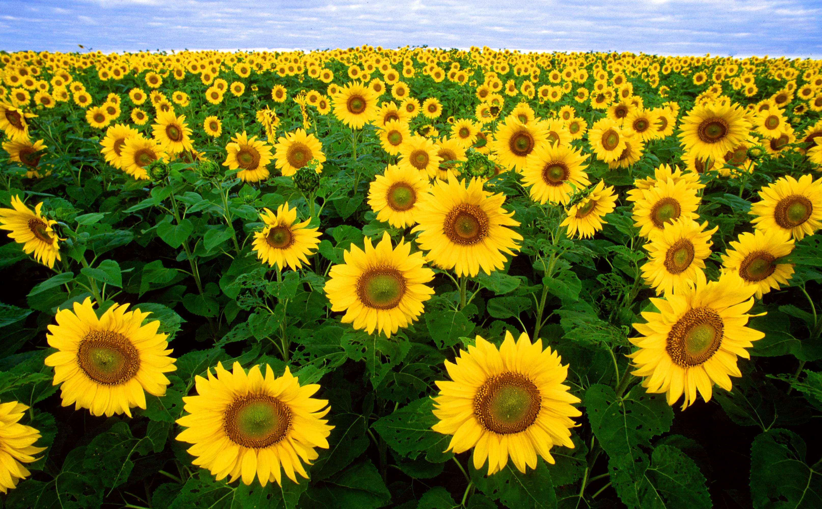 Field of sunflowers under a cloudy sky HD Wallpaper