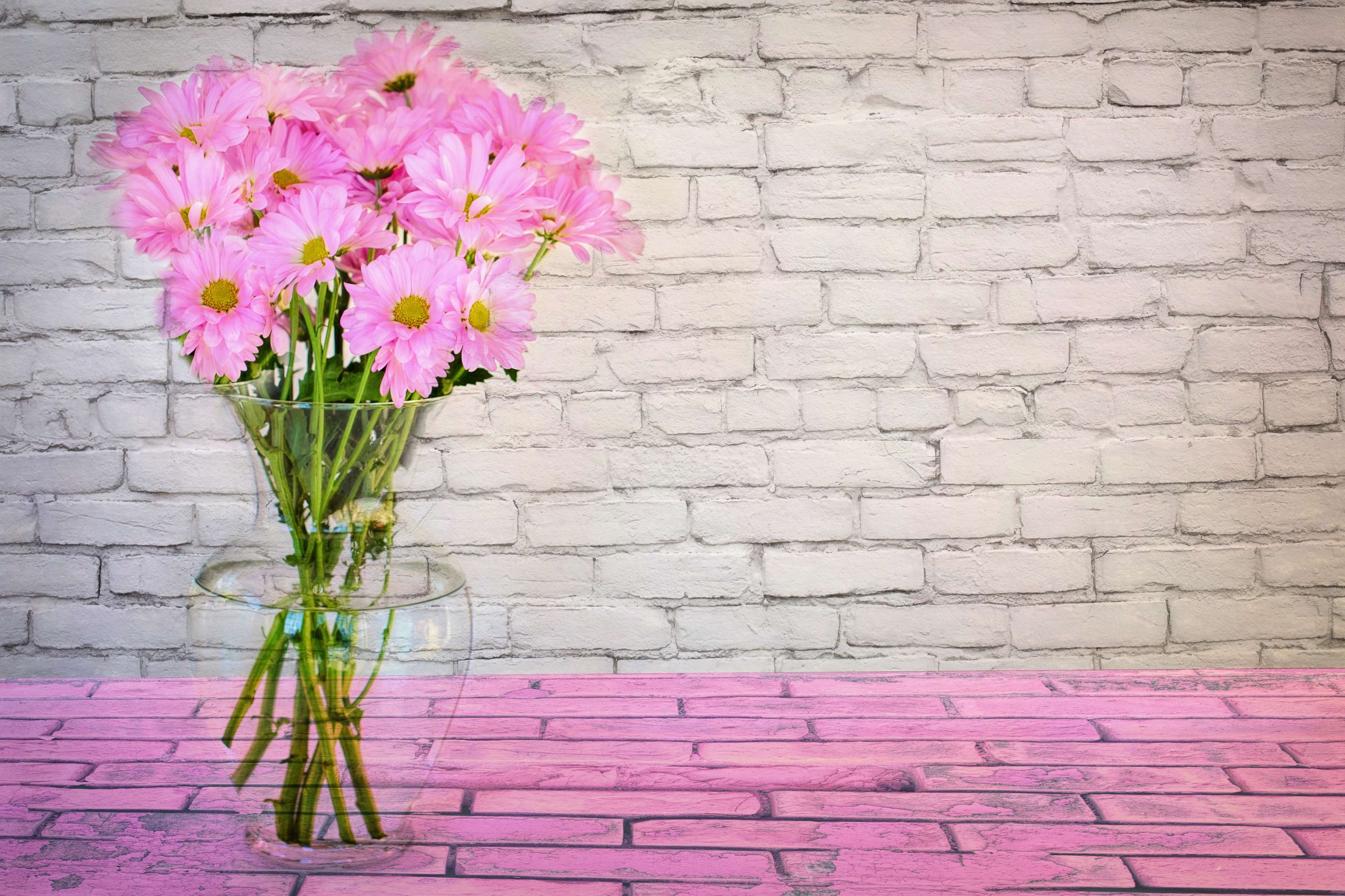 Pink daisies in a vase on a pink brick surface HD Wallpaper