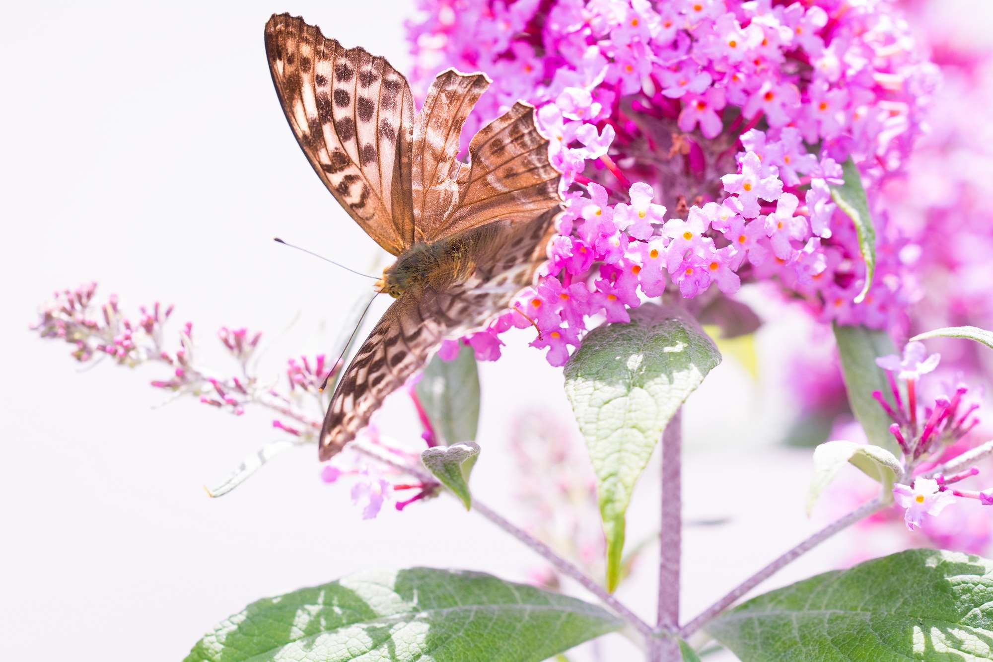 Brown butterfly on pink summer lilac flowers HD Wallpaper
