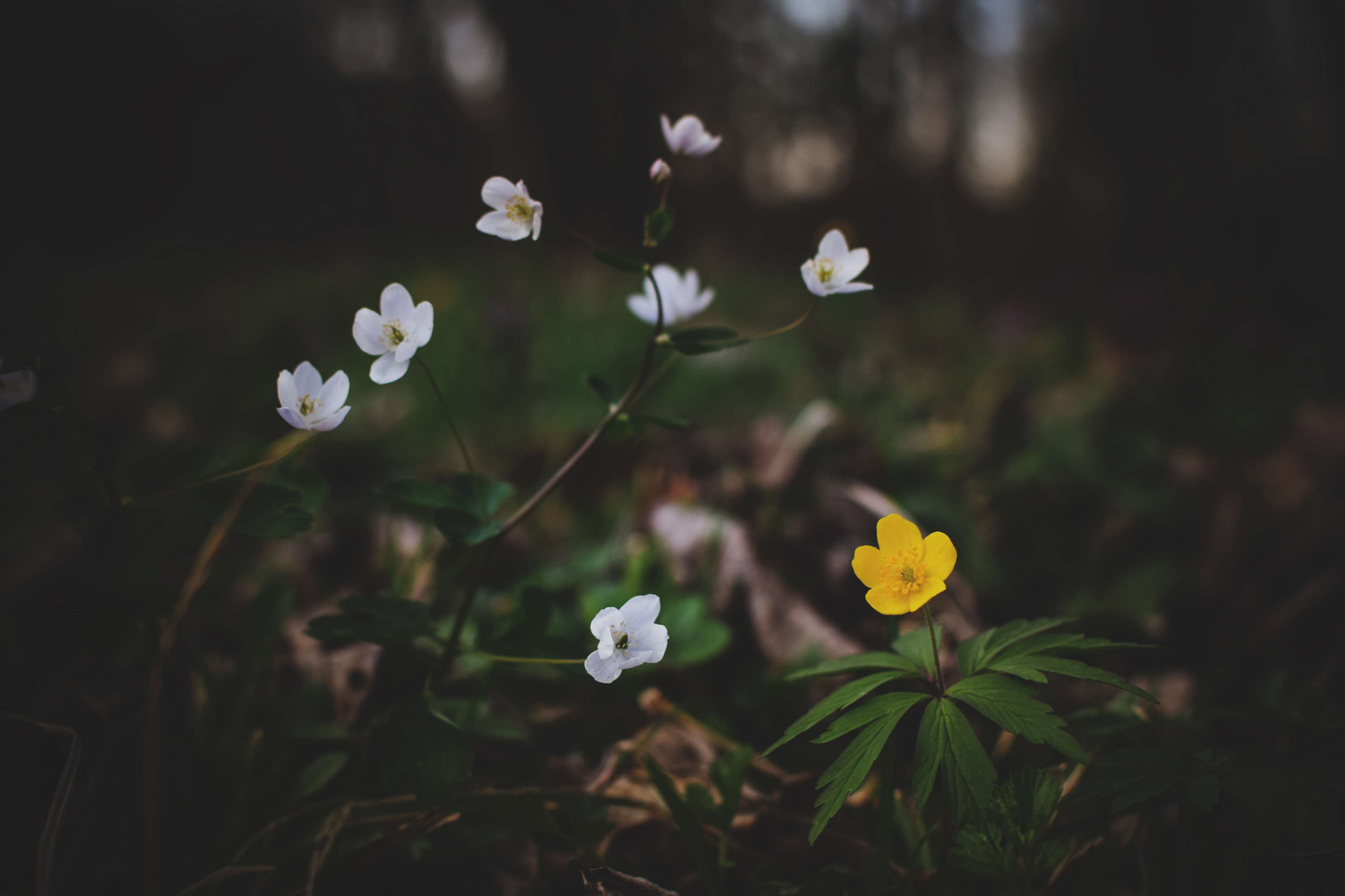 White and yellow forest flowers in bloom HD Wallpaper