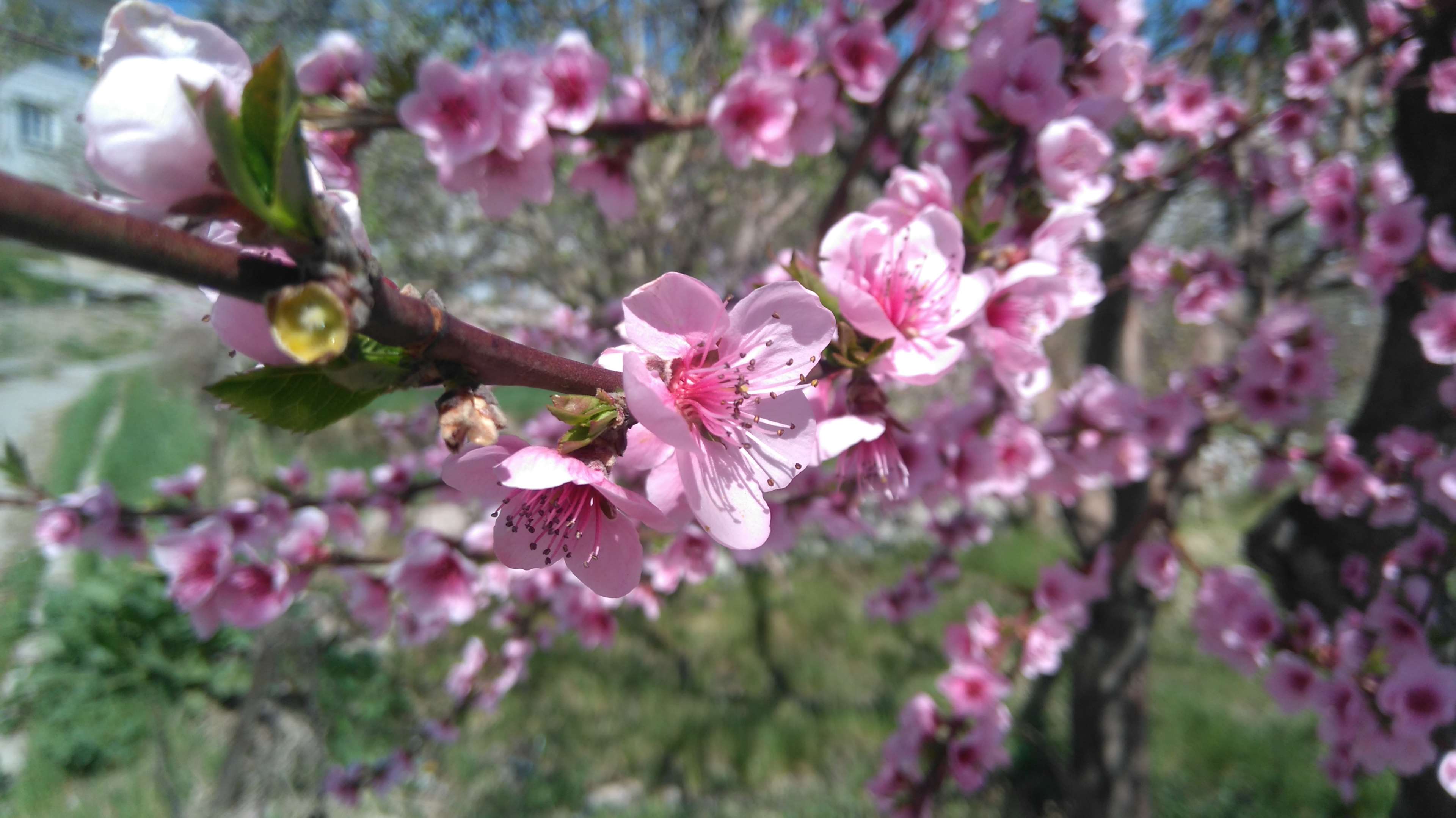 Pink spring flowers on a tree branch 4K HD Wallpaper
