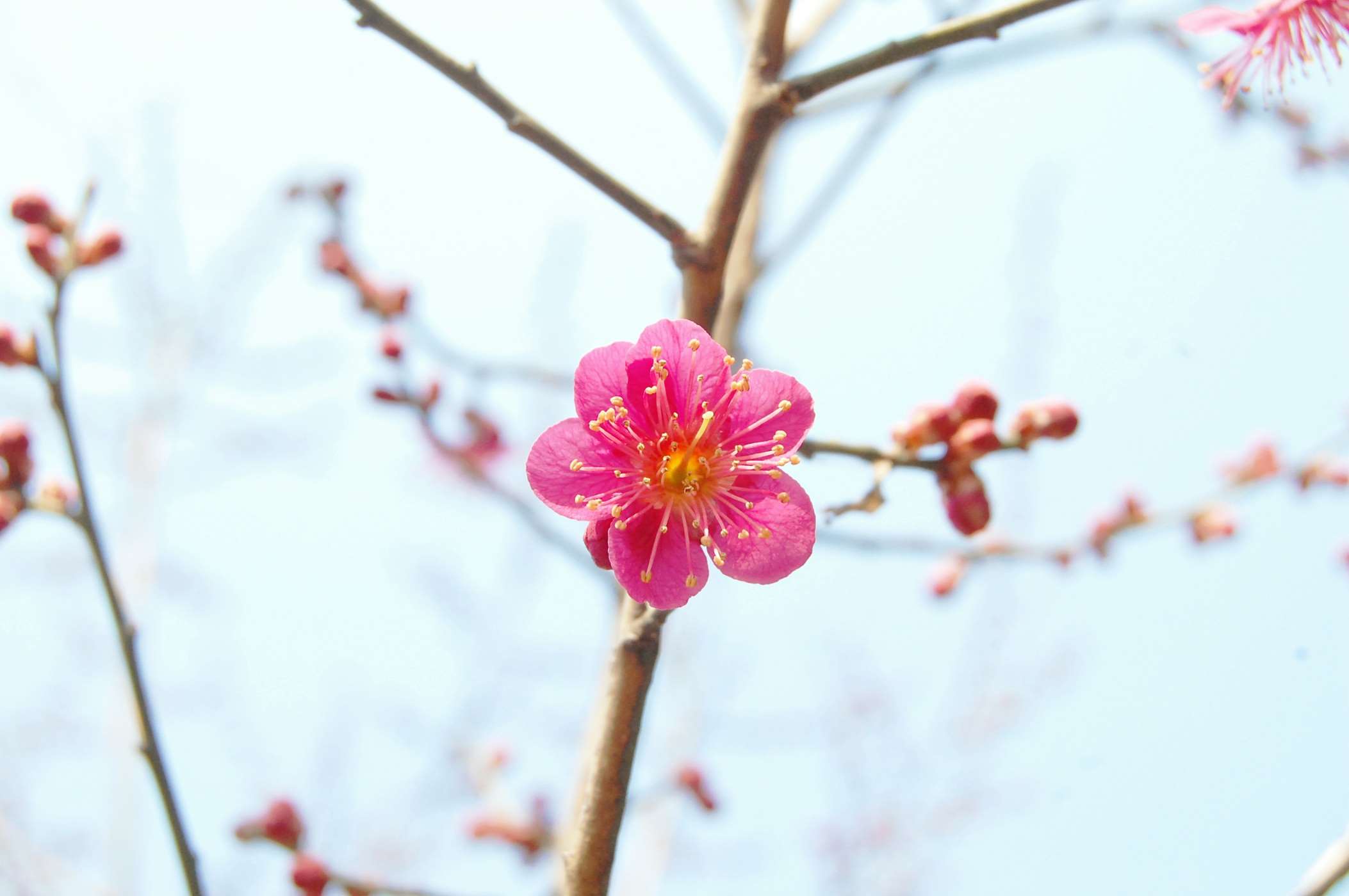 Pink plum blossom on a branch HD Wallpaper