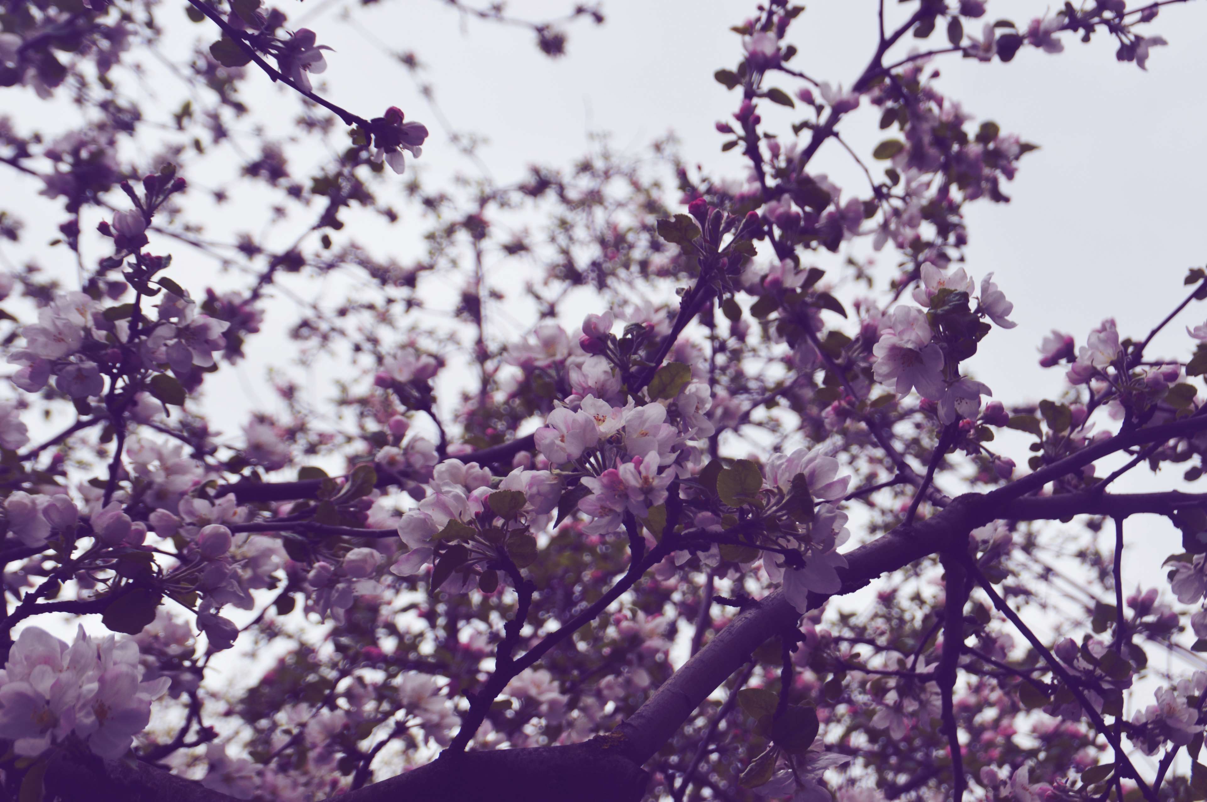 Apple tree in bloom with vintage aesthetic HD Wallpaper