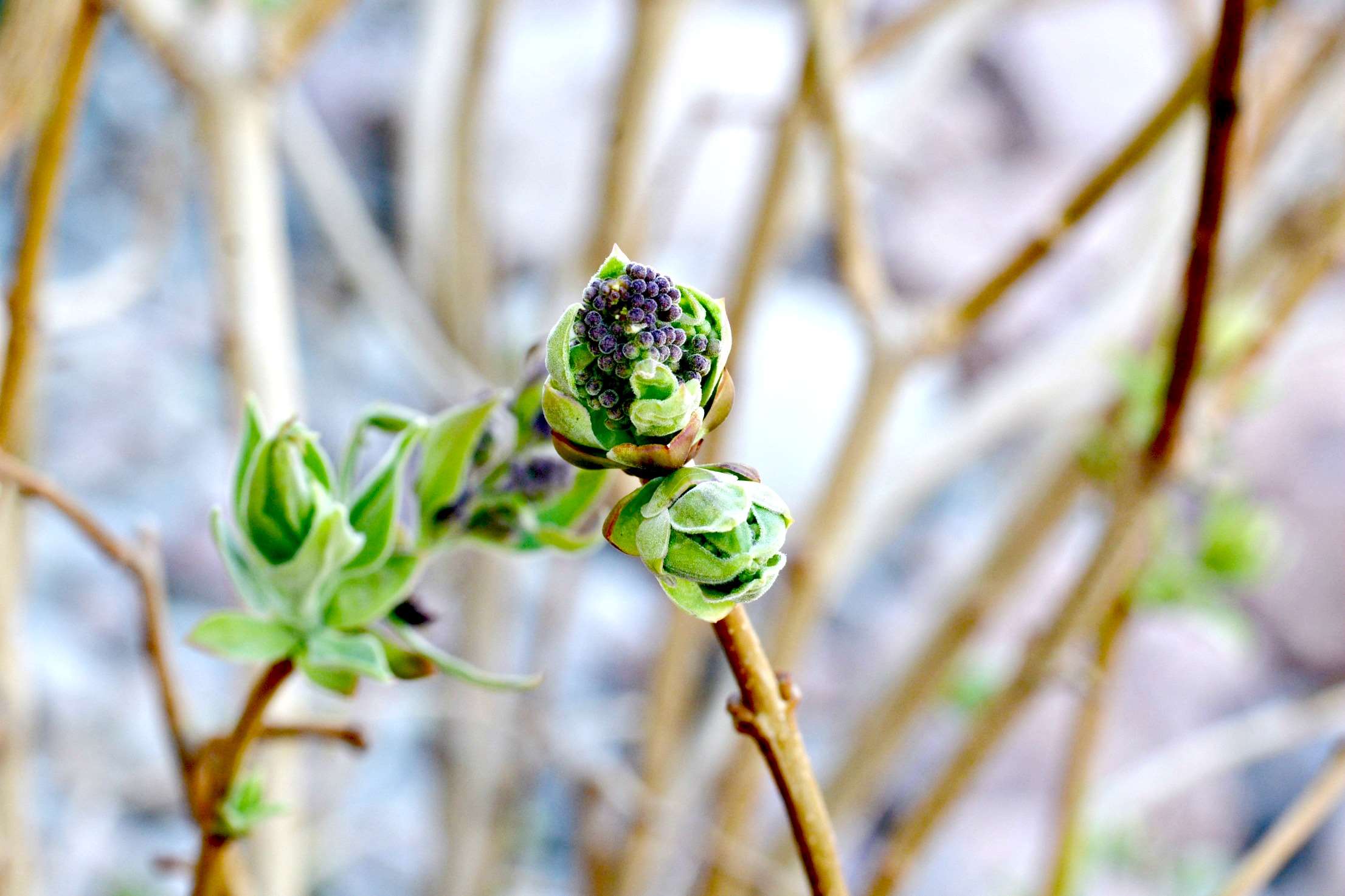 Close-up of lilac buds and new leaves in spring HD Wallpaper