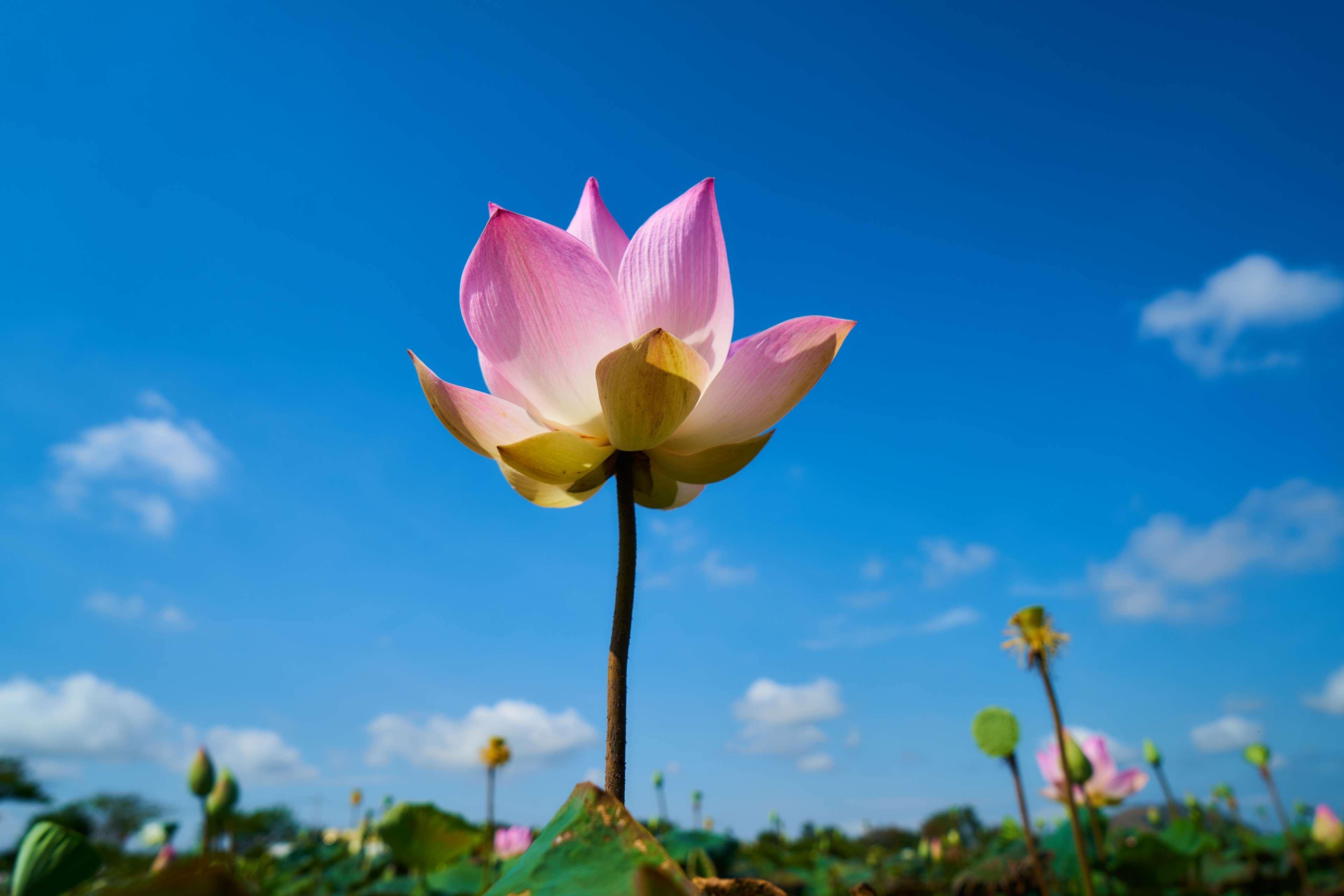 Pink Lotus Flower Against Blue Sky in 4K HD Wallpaper