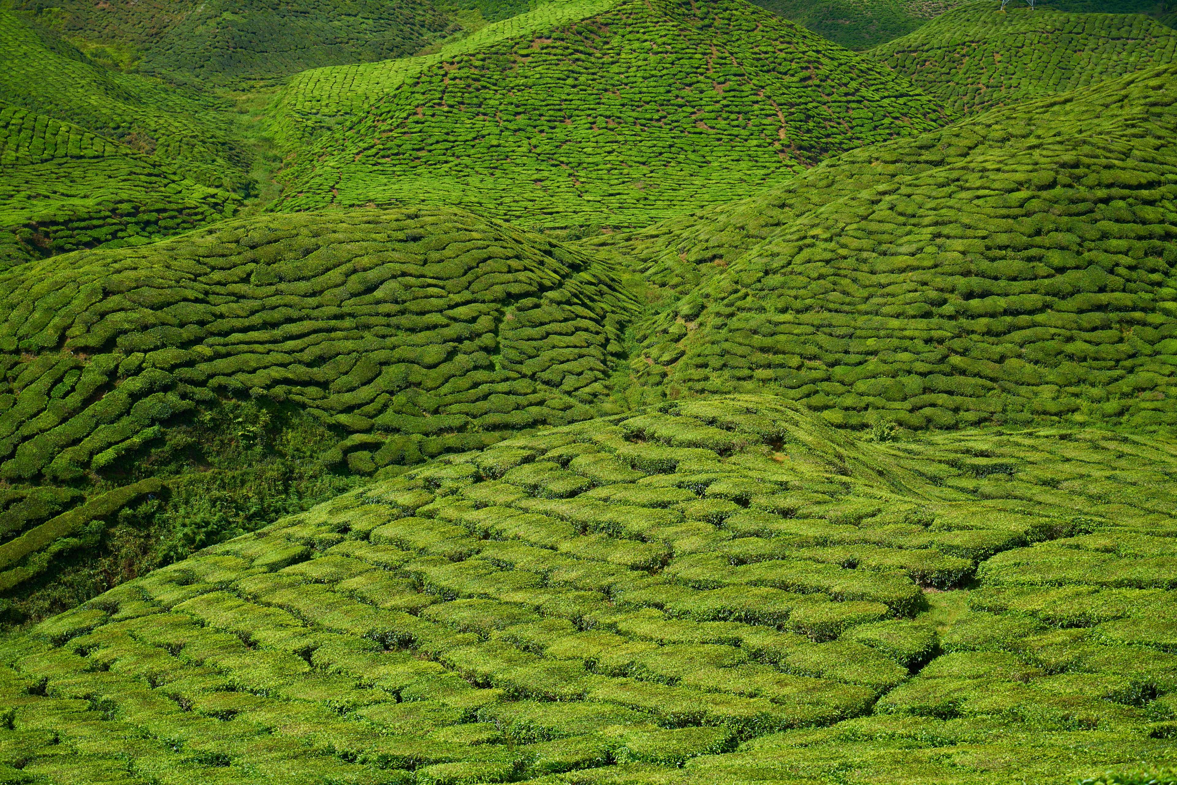 Tea plantations in Malaysia HD Wallpaper