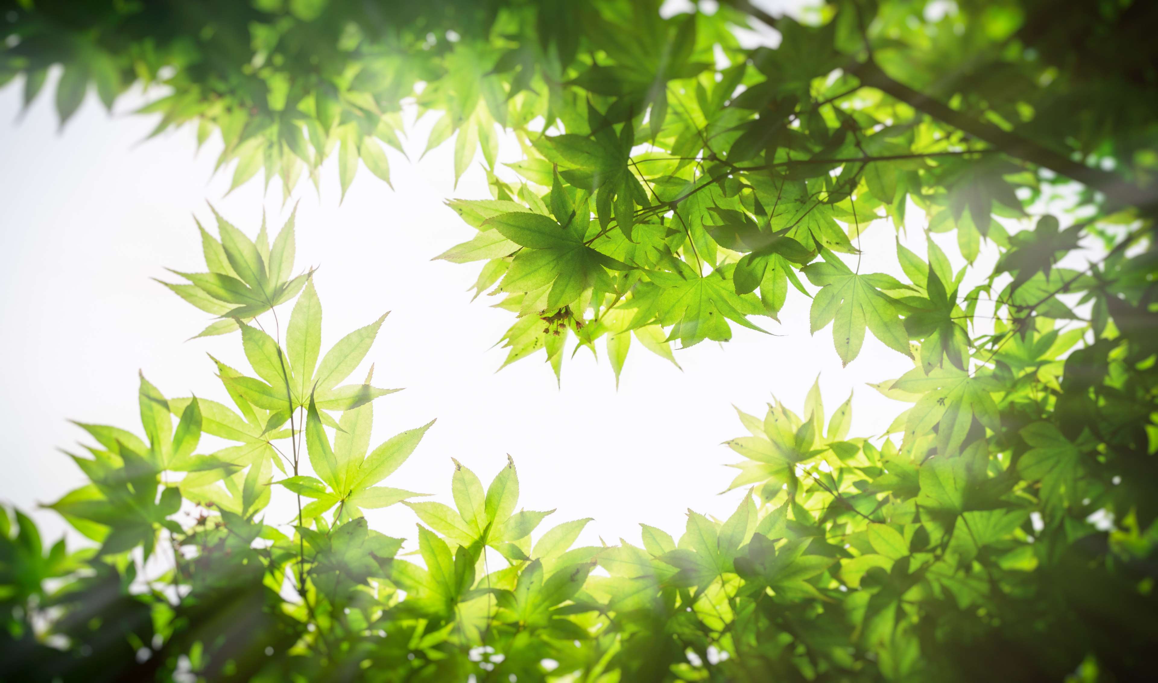 Green maple leaves against bright sky HD Wallpaper