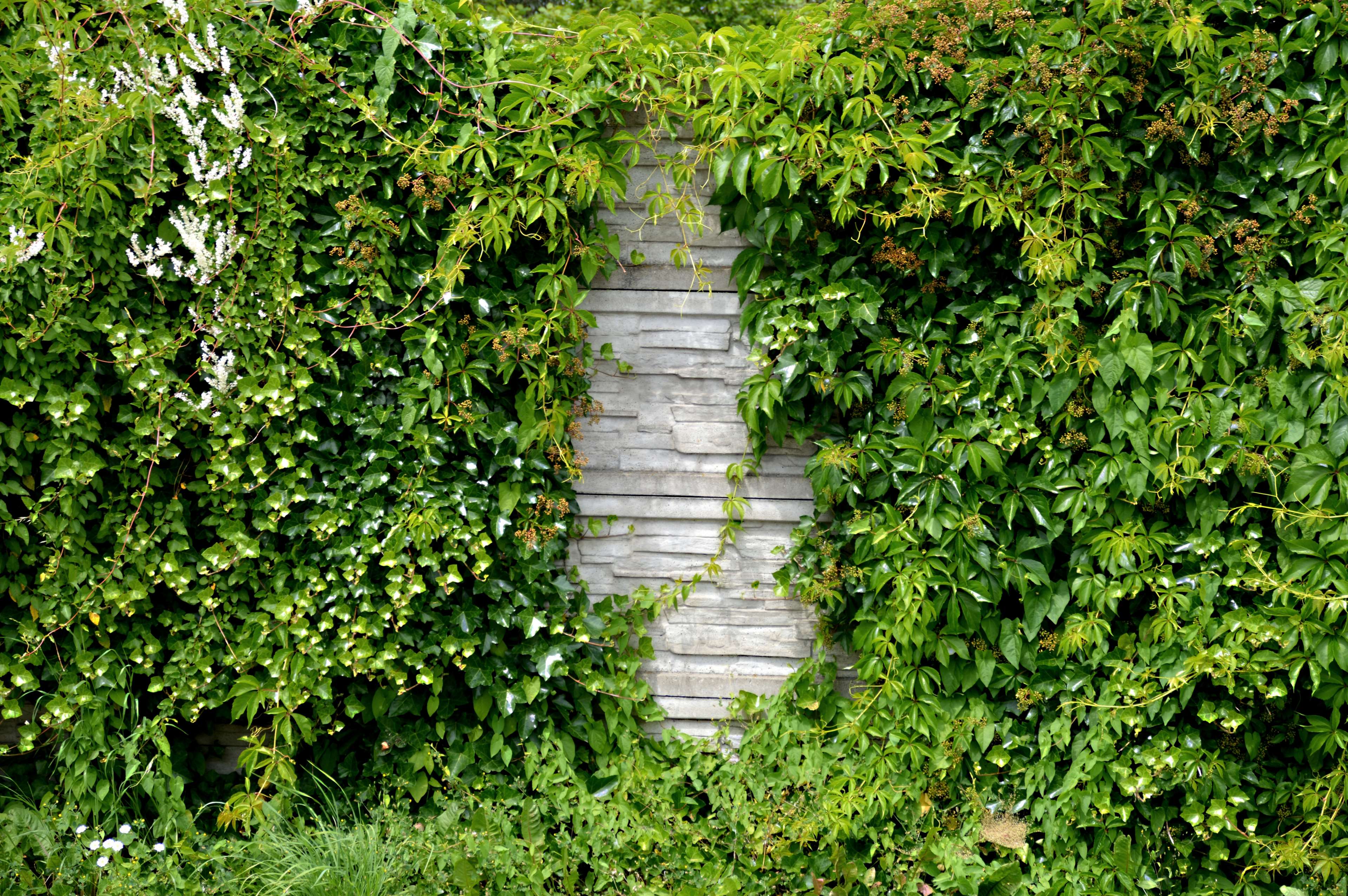 Overgrown garden wall with green leaves and stone HD Wallpaper
